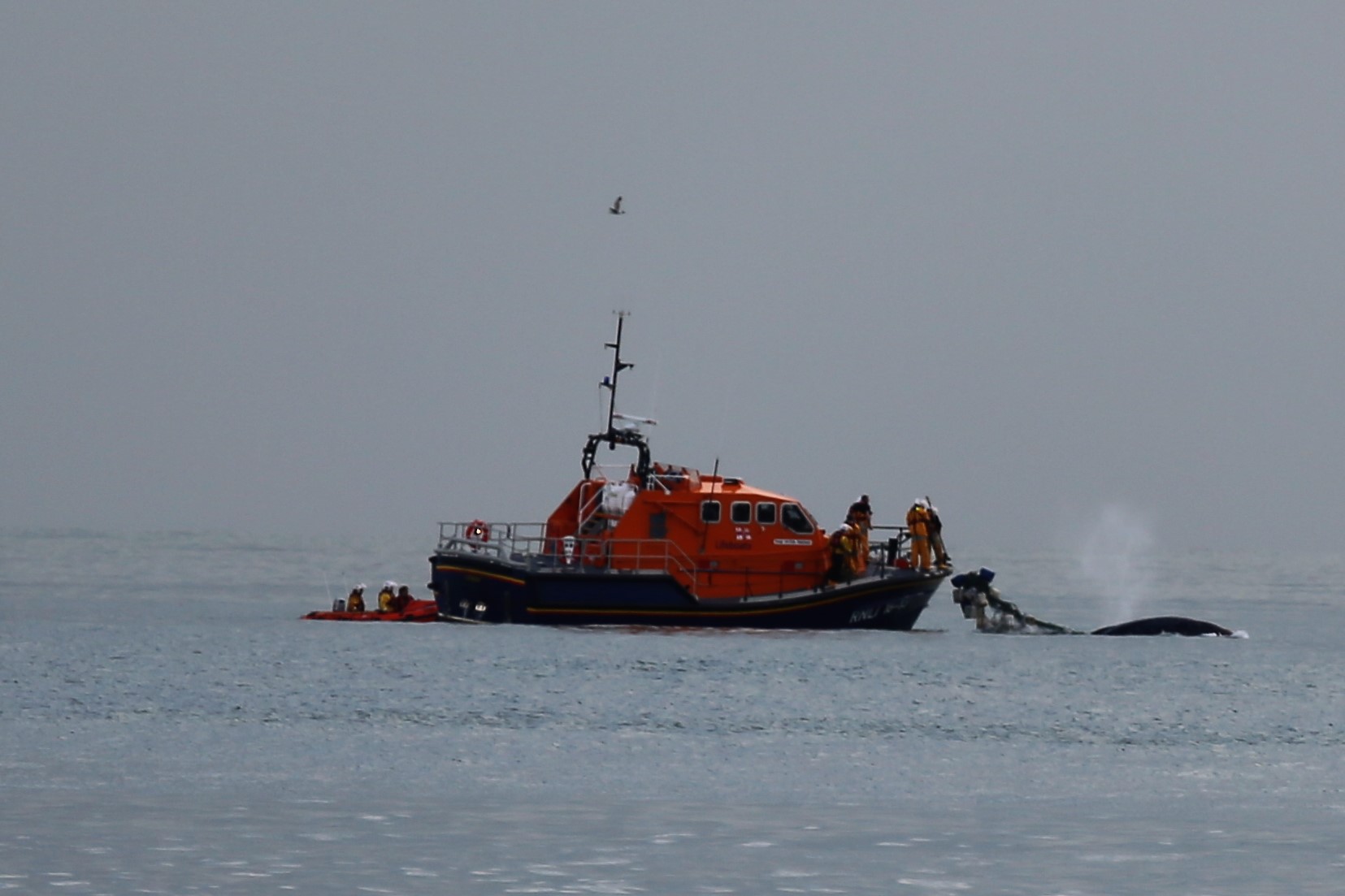 Salcombe and Dart volunteers rescuing humpbacked whale