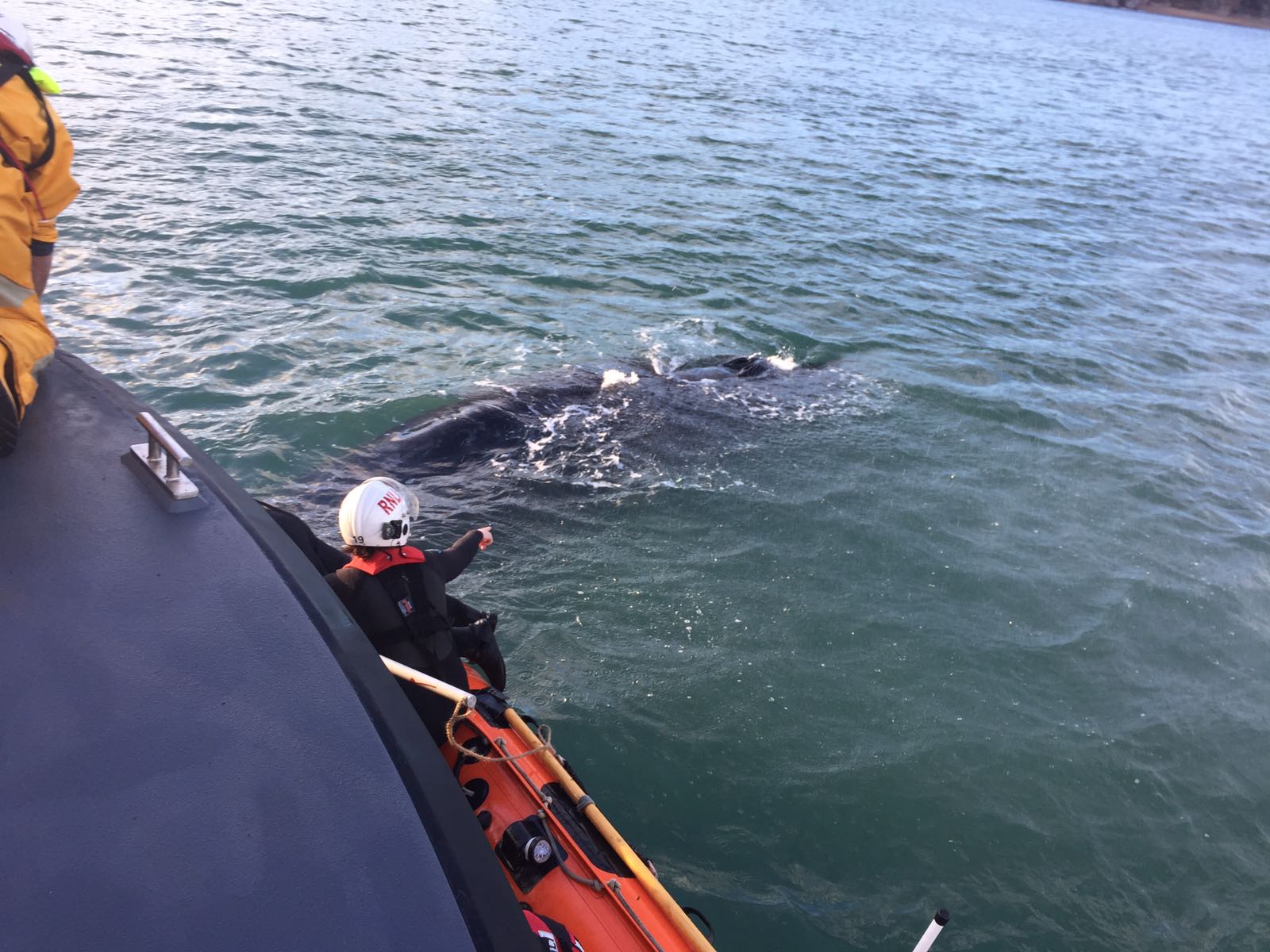 Salcombe and Dart volunteers rescuing humpbacked whale