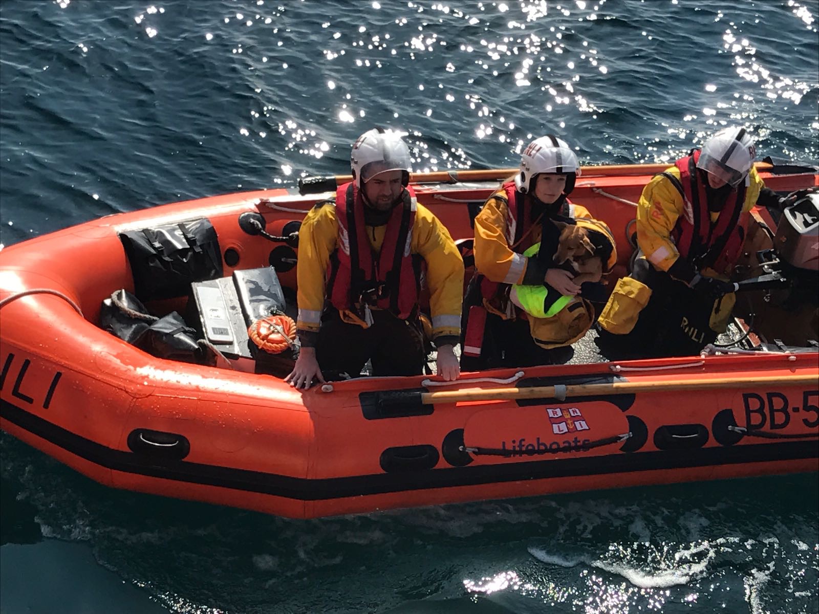 Ballycotton RNLI rescue dog