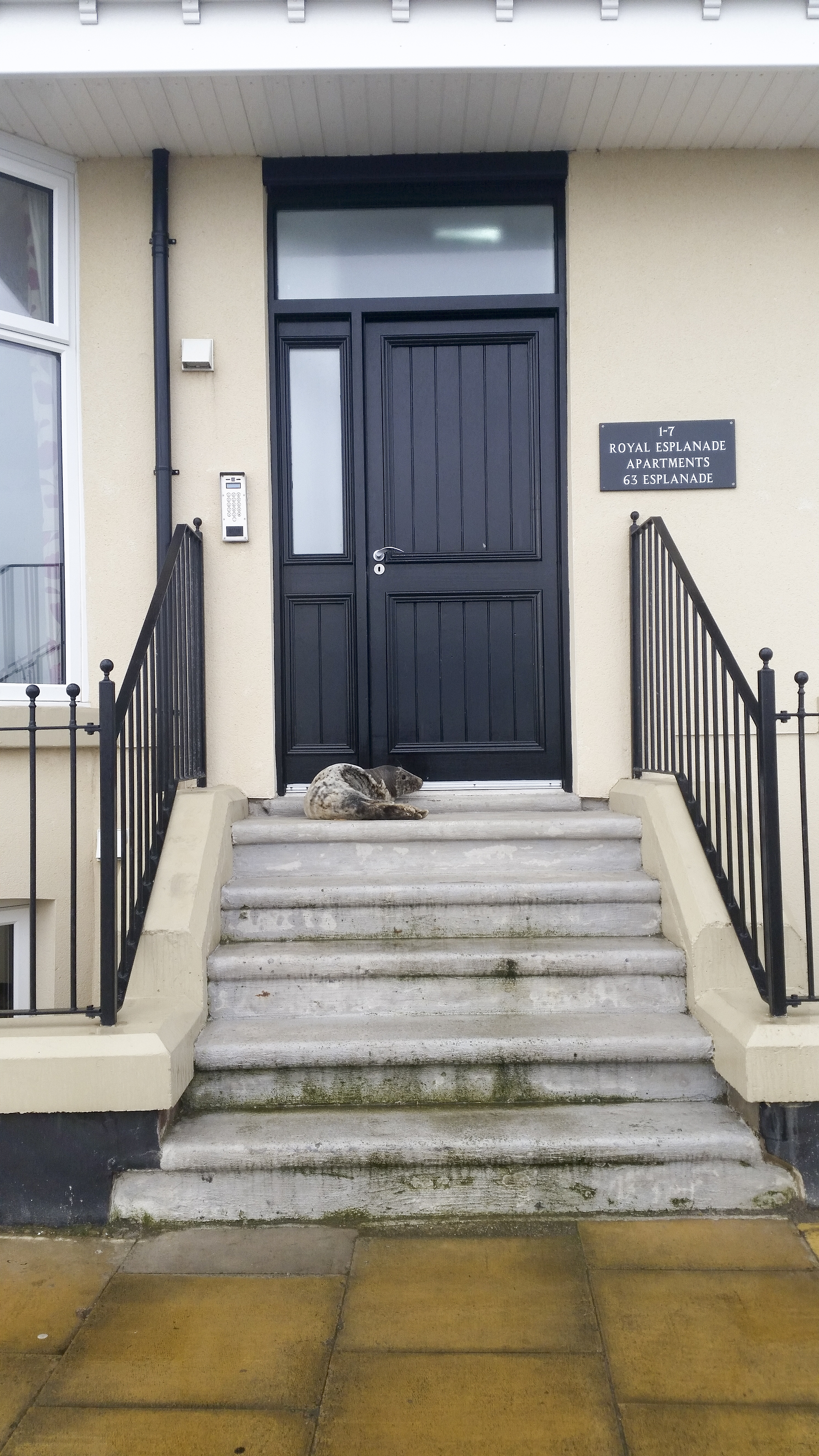 Redcar RNLI rescue seal pup stranded in apartment doorway