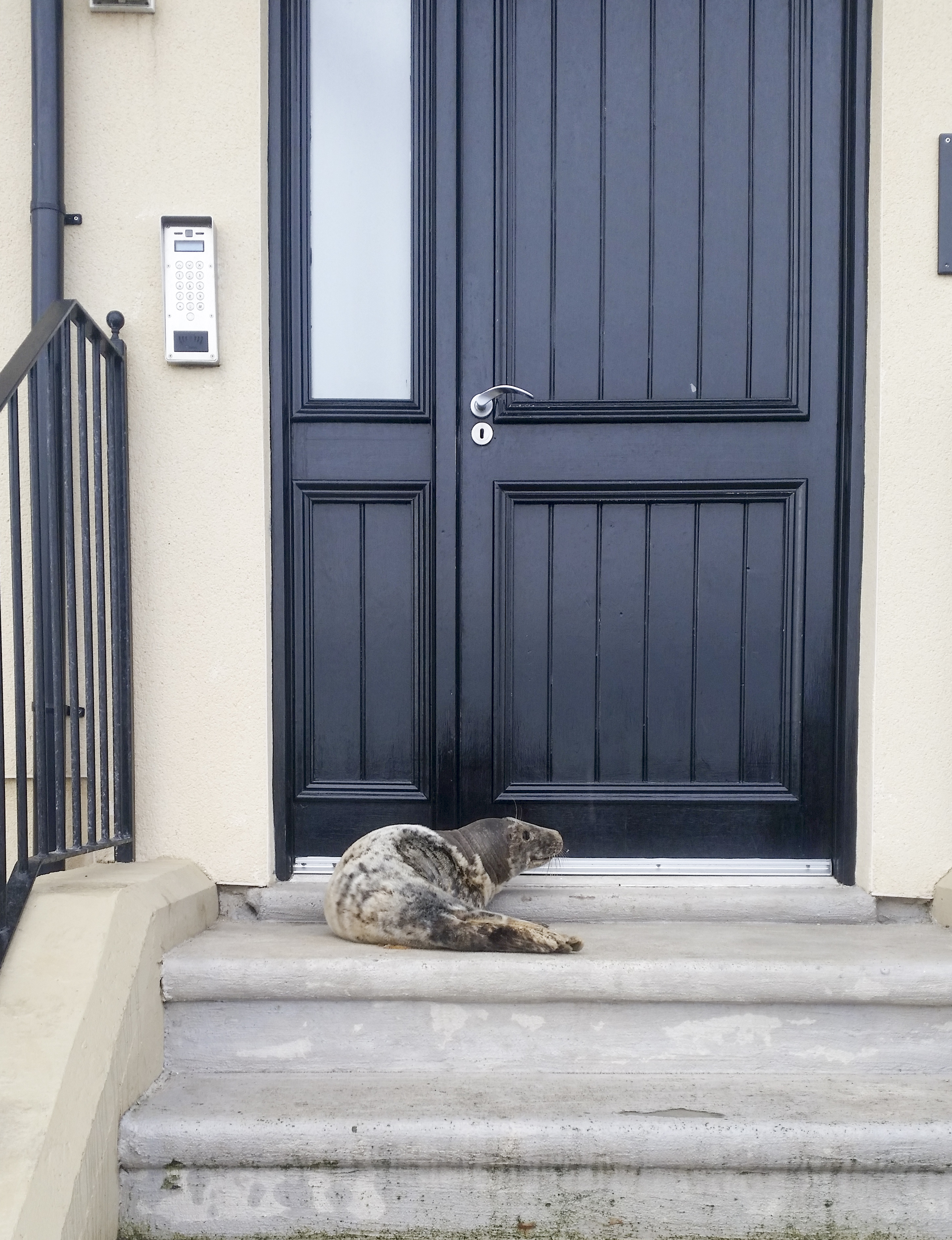 Redcar RNLI rescue seal pup stranded in apartment doorway