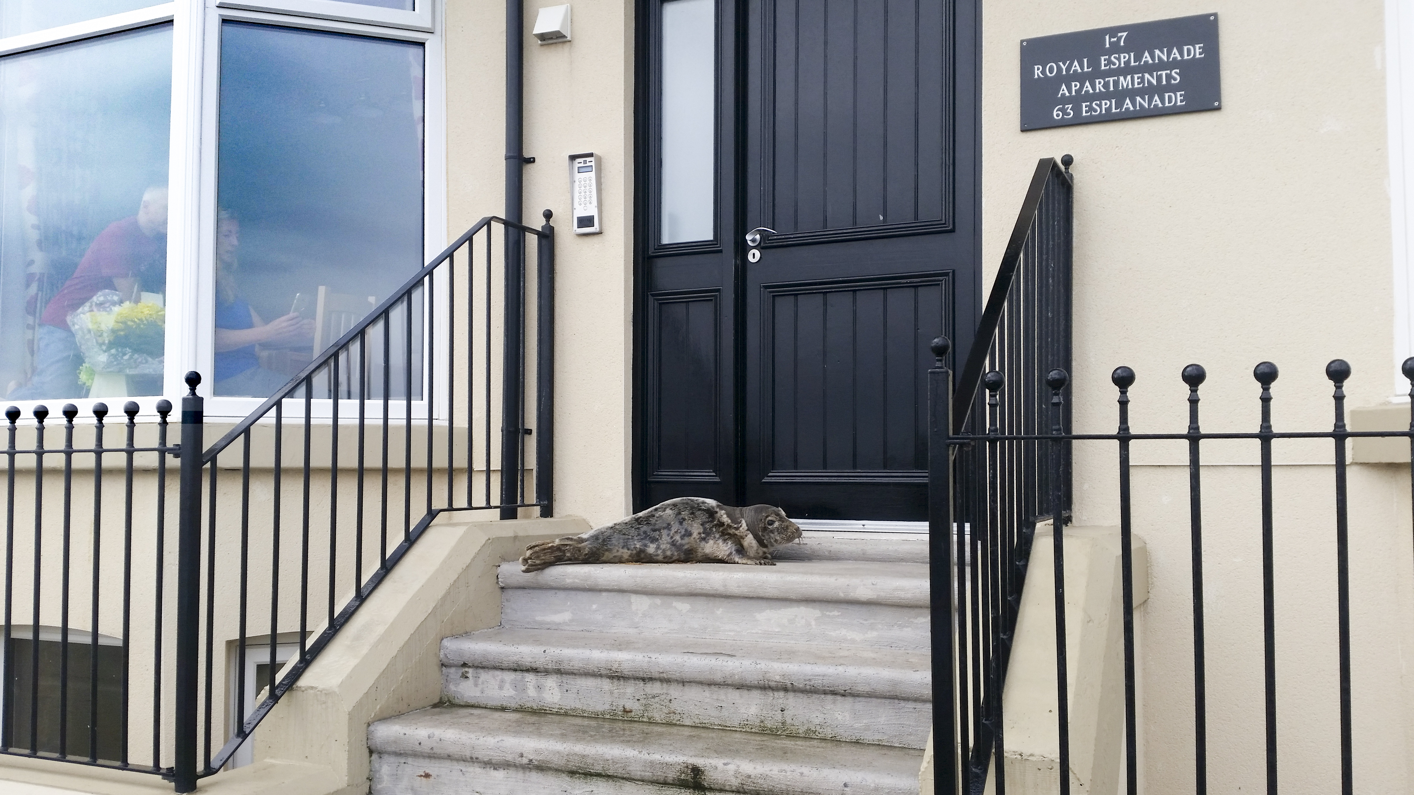 Redcar RNLI rescue seal pup stranded in apartment doorway