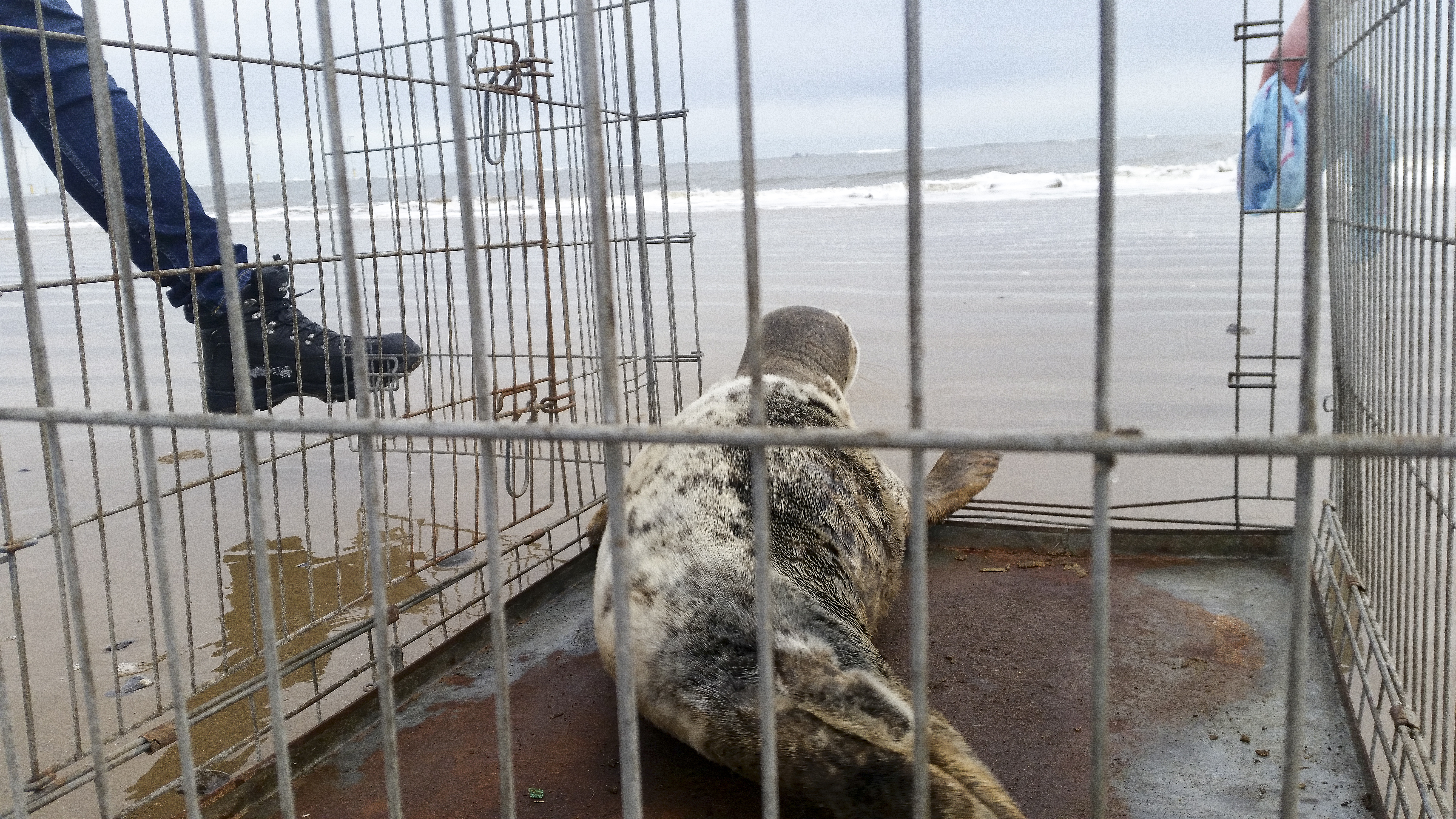 Redcar RNLI rescue seal pup stranded in apartment doorway
