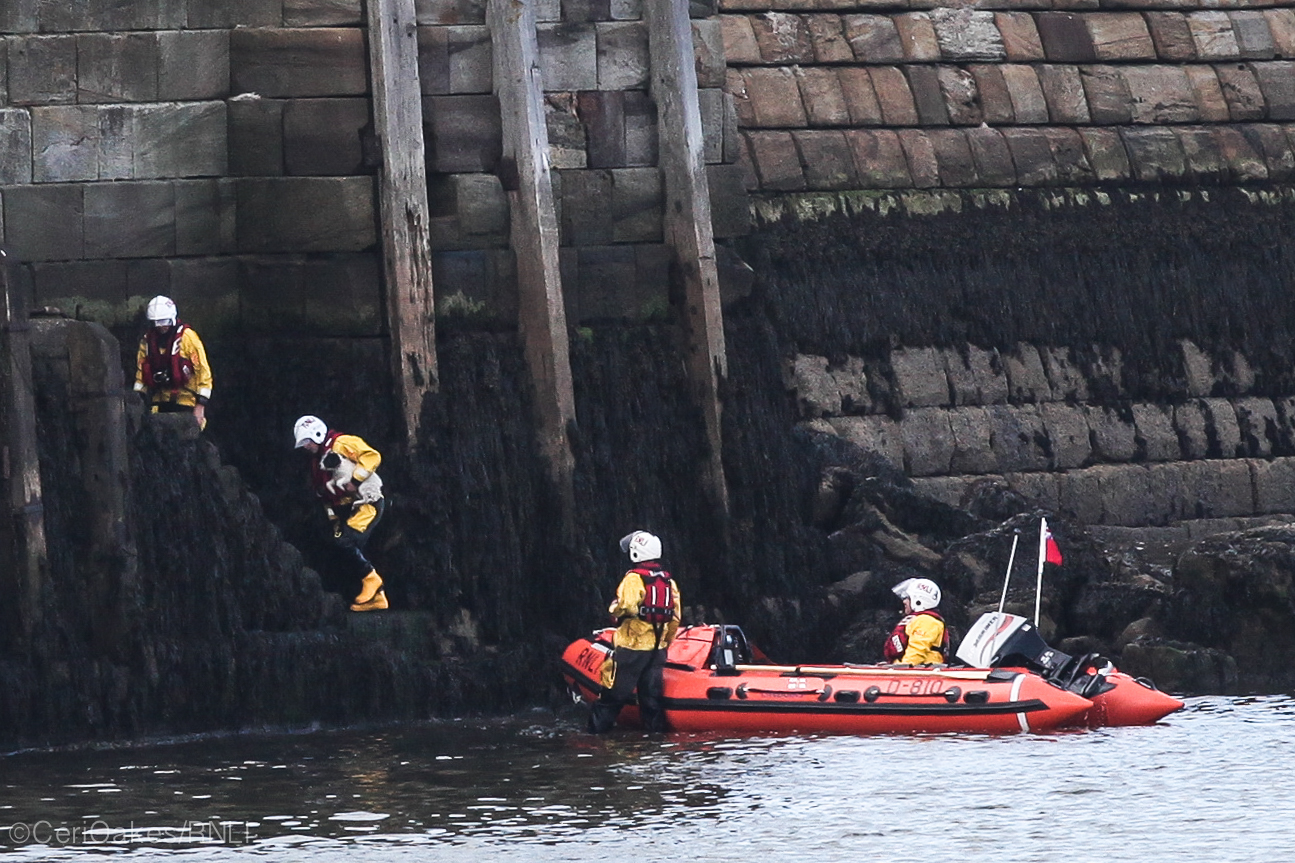 The dog is rescued and transported to safety by the inshore lifeboat