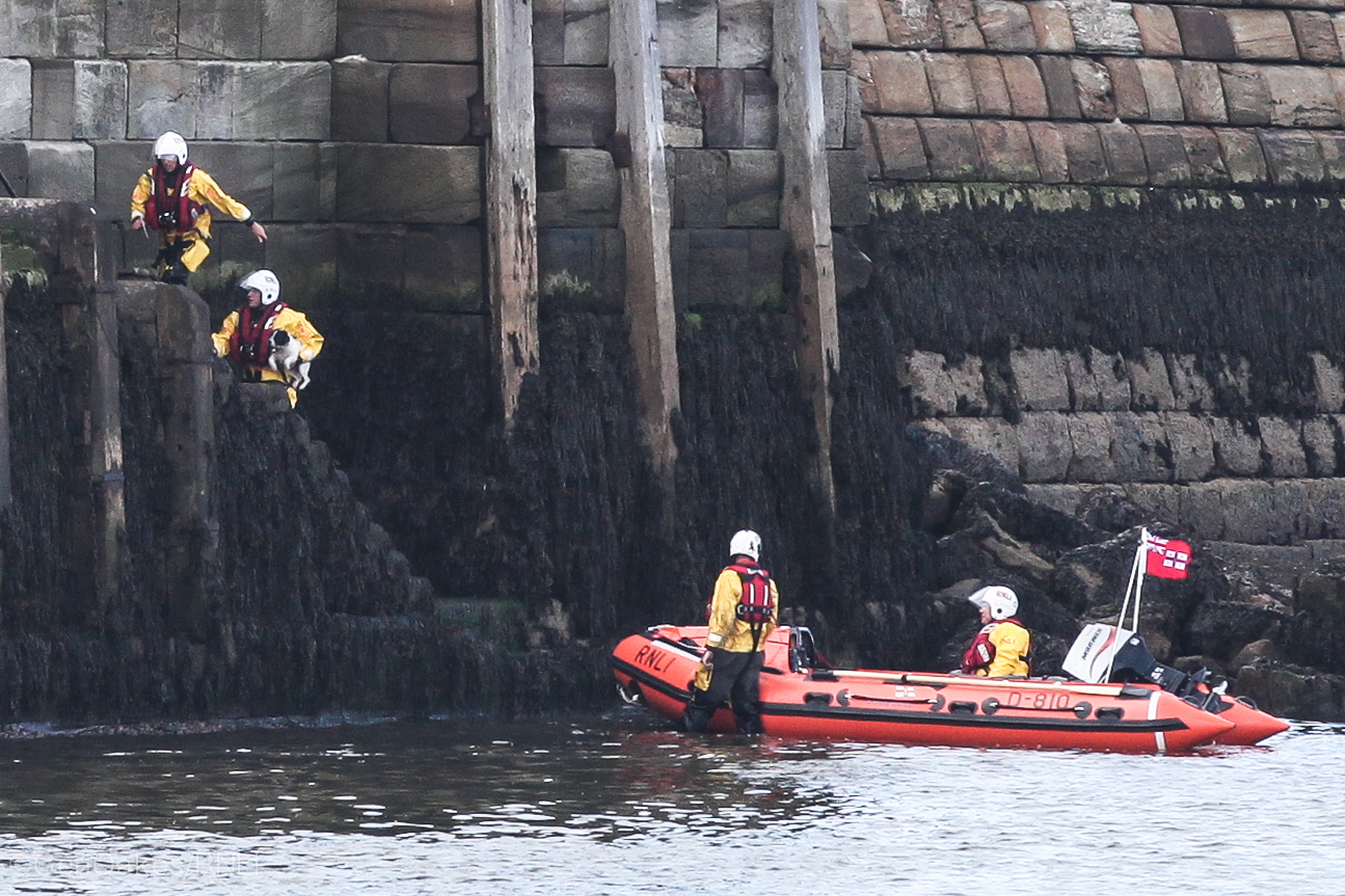 The dog is rescued and transported to safety by the inshore lifeboat