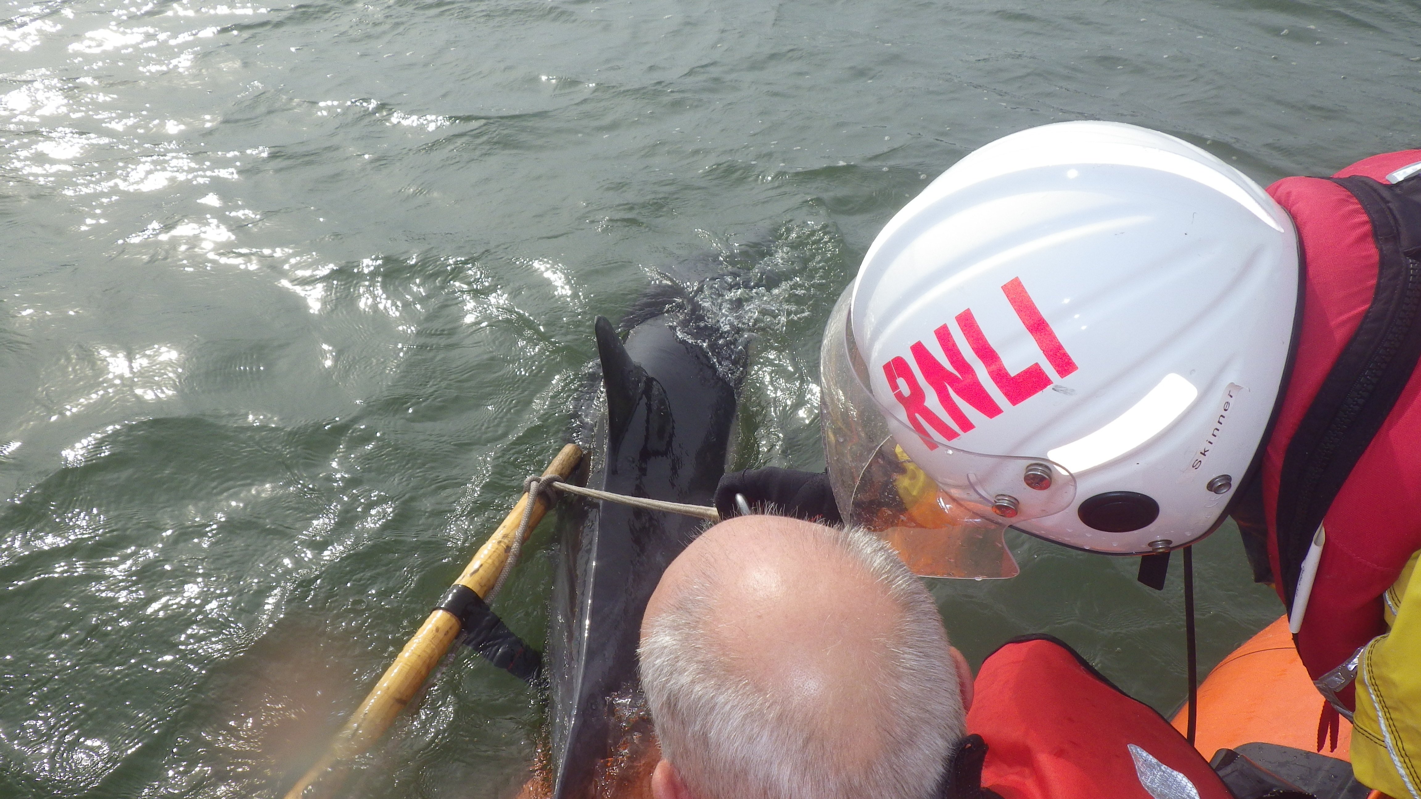 The dolphin being released back into the sea by the Port Talbot RNLI lifeboat crew and a marine mammal officer