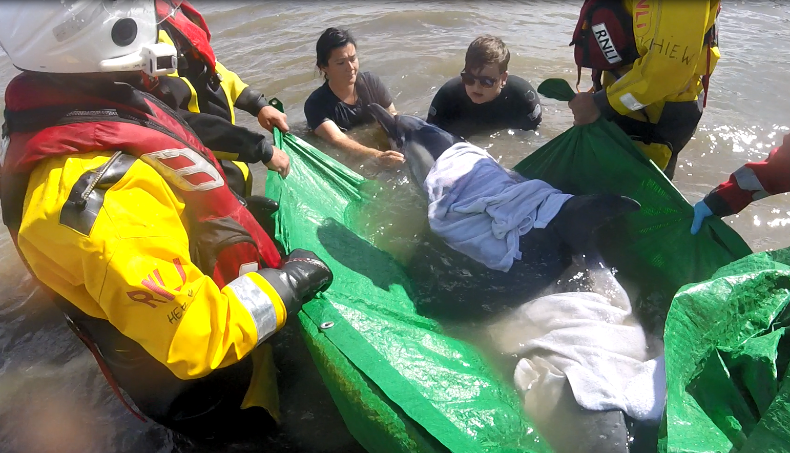 Volunteers aid the dolphin in Swansea Bay