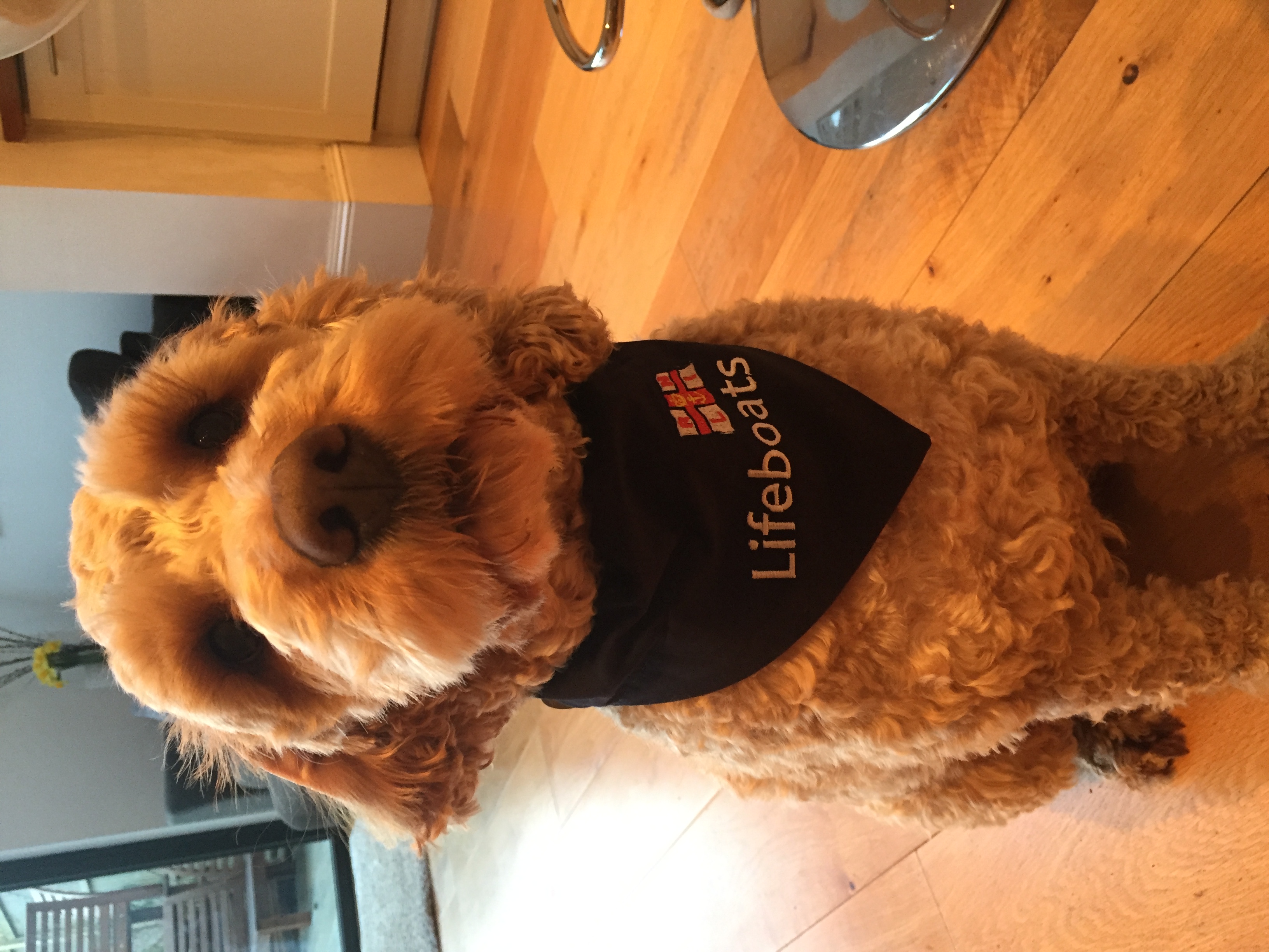 Biscuit the Cockerpoo dog ready to go in his RNLI Bandanna