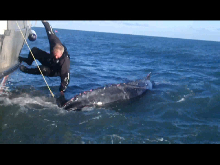 The diver leant down from the fishing boat to cut the whale free