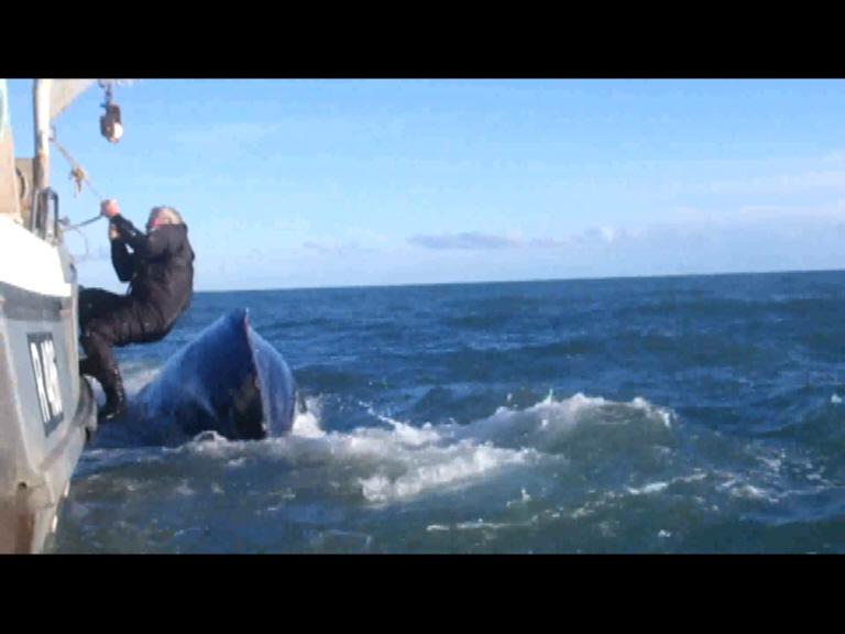 As soon as the rope was cut the mother whale sped off to join her calf.