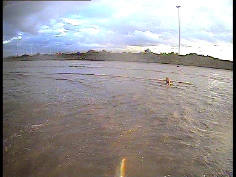 small dog in water walking to shore