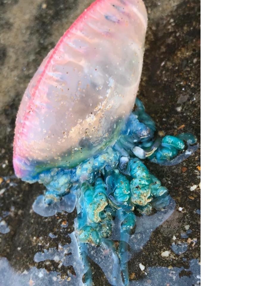 One of five found on the beach