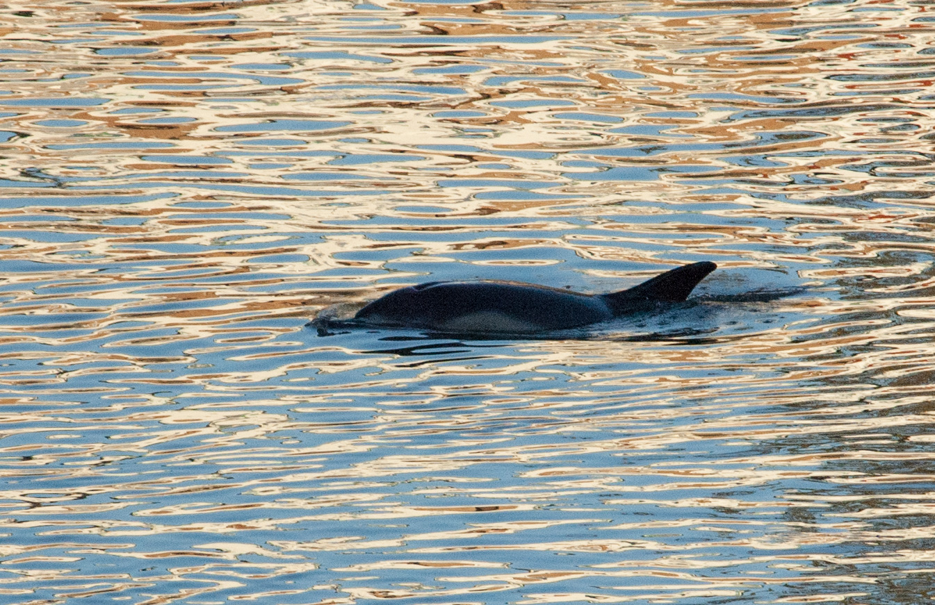 Dolphin near Kew Bridge