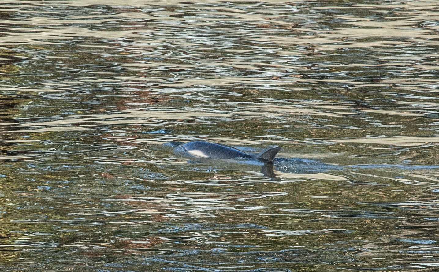 Dolphin near Kew Bridge