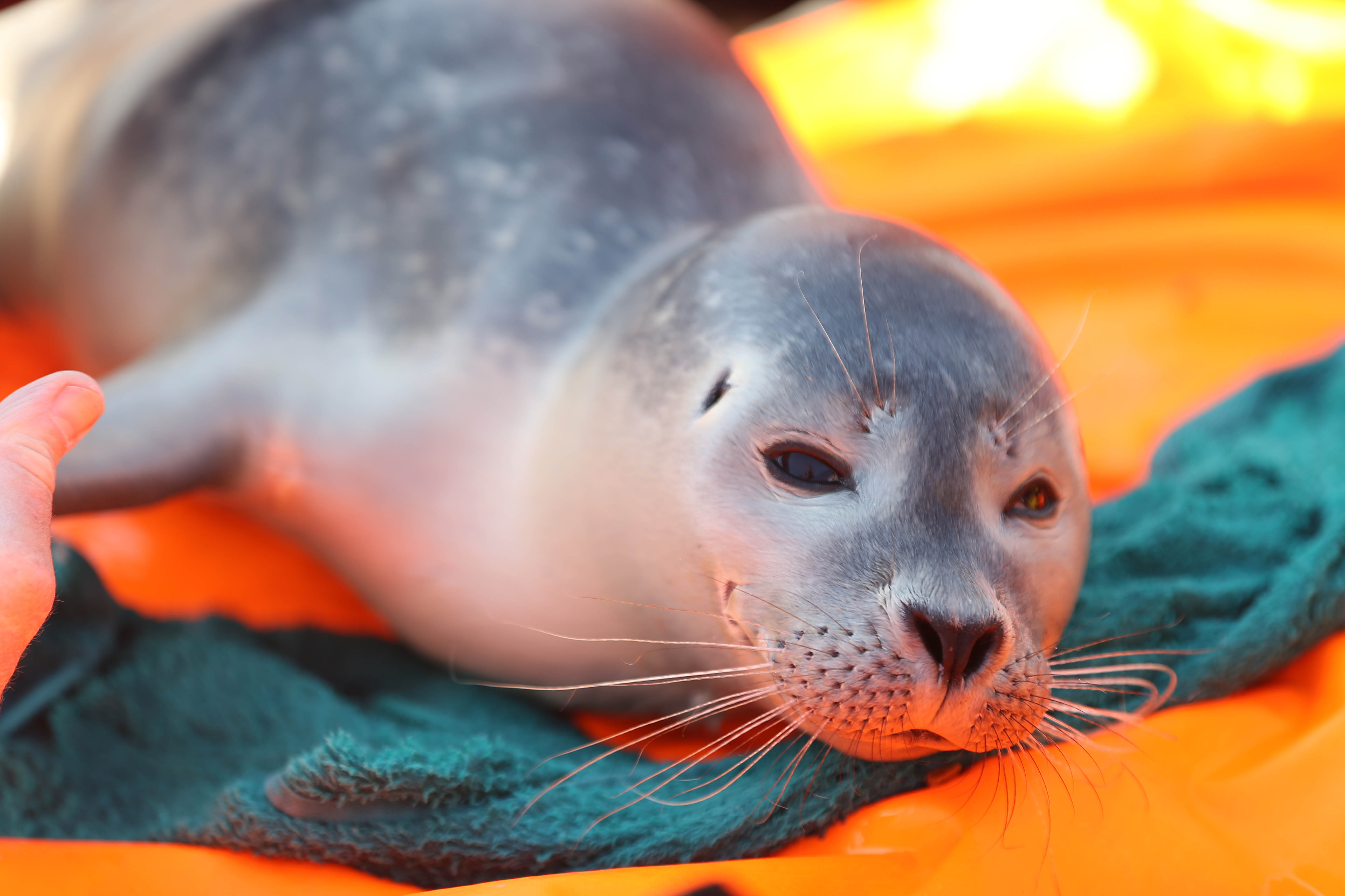 The injured seal on Brighton Beach