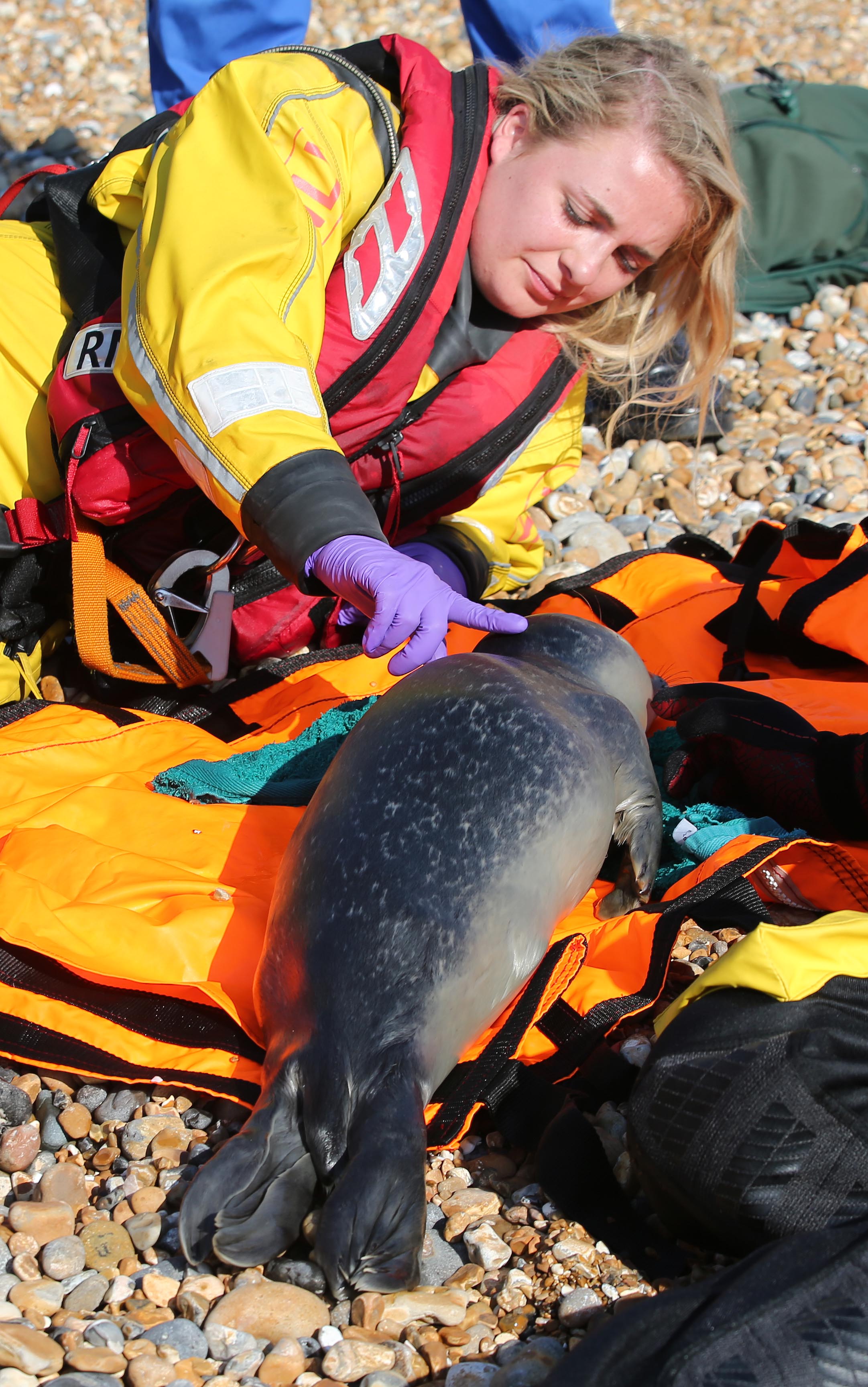 Crew member Jade Cohen with the injured seal
