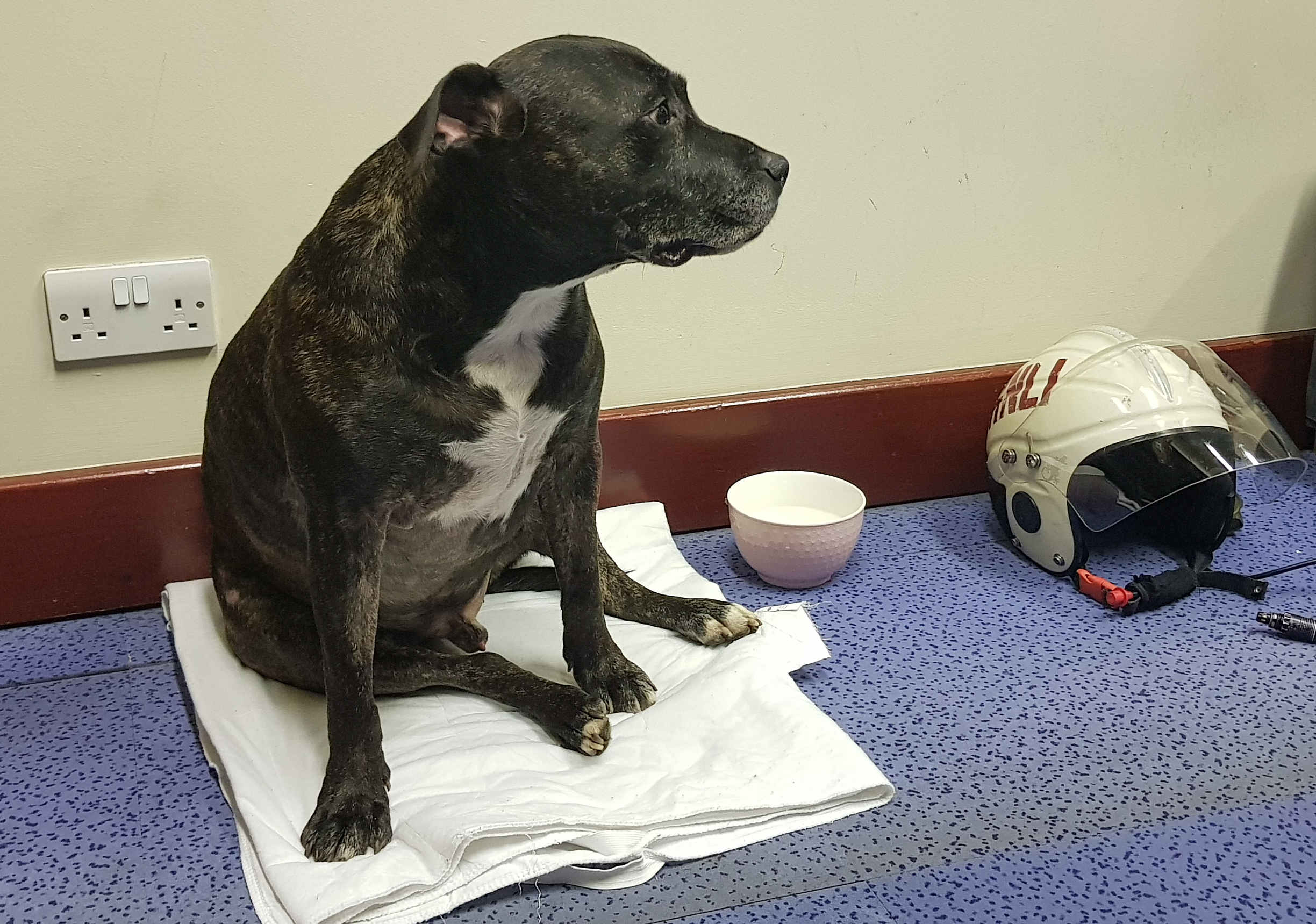 Missing dog in Chiswick Lifeboat crew room