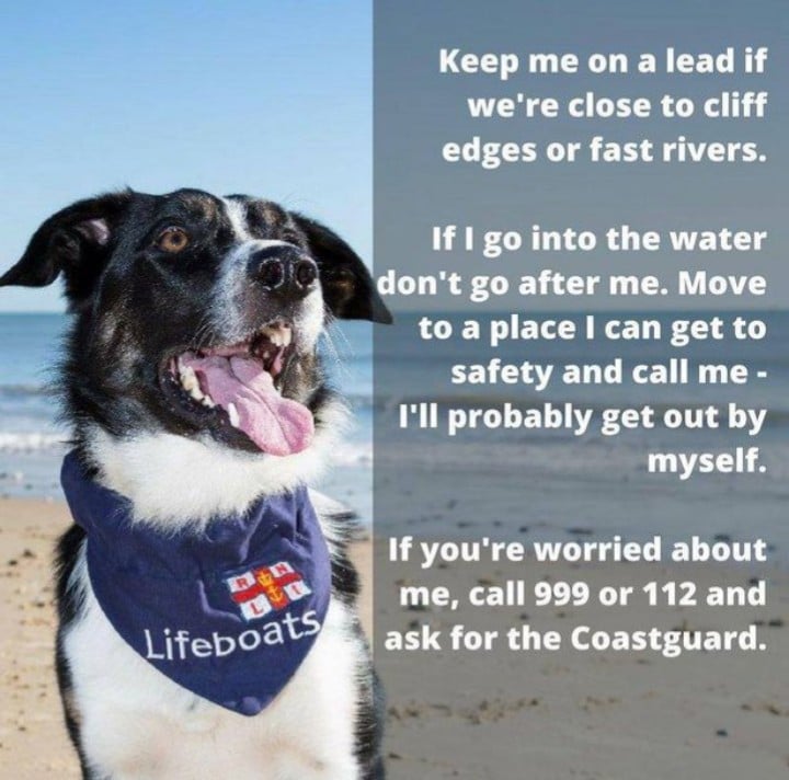 RNLI Dog Walking safety image