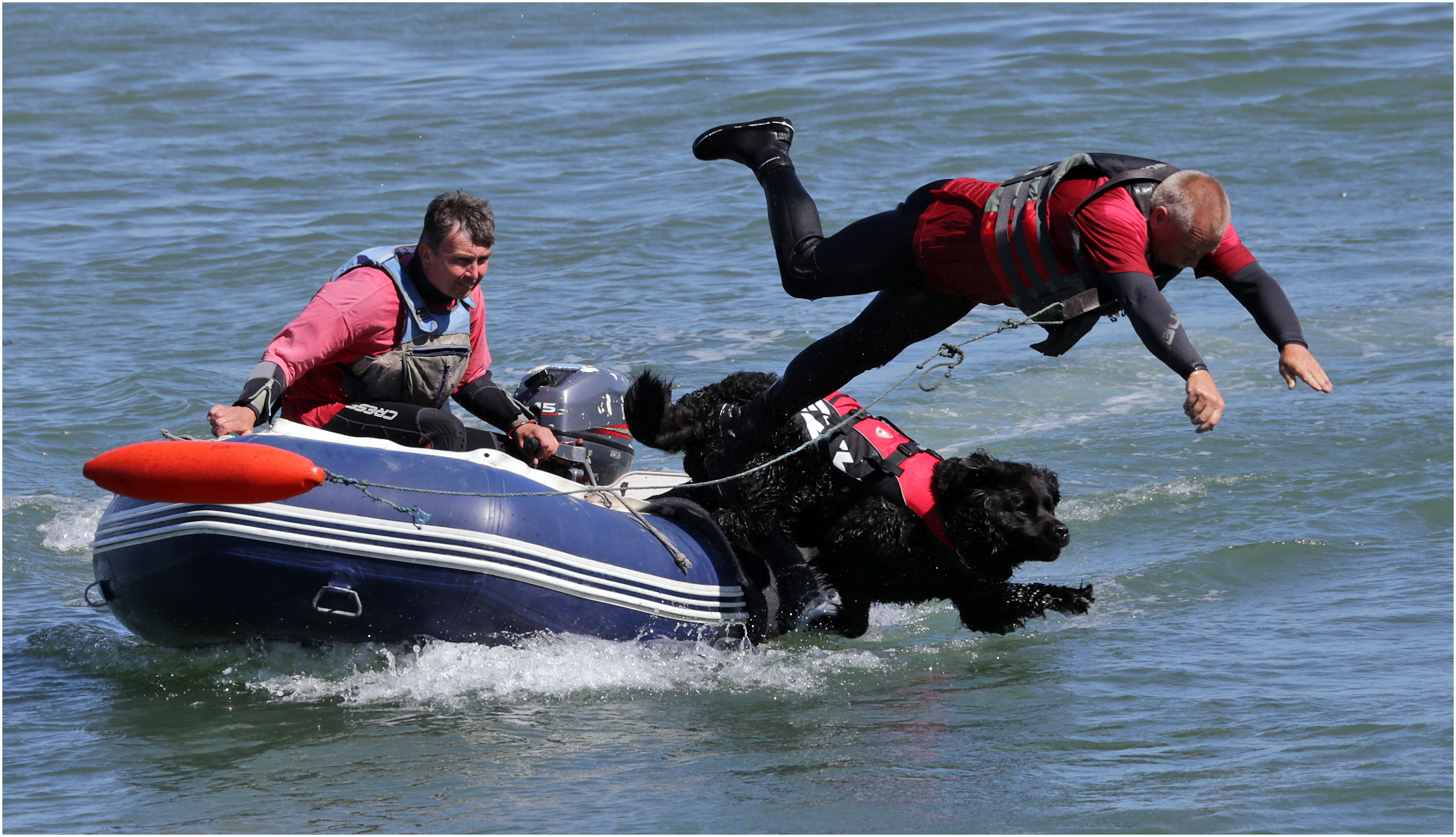 Newfoundland dog jumps from craft to swim to the rescue