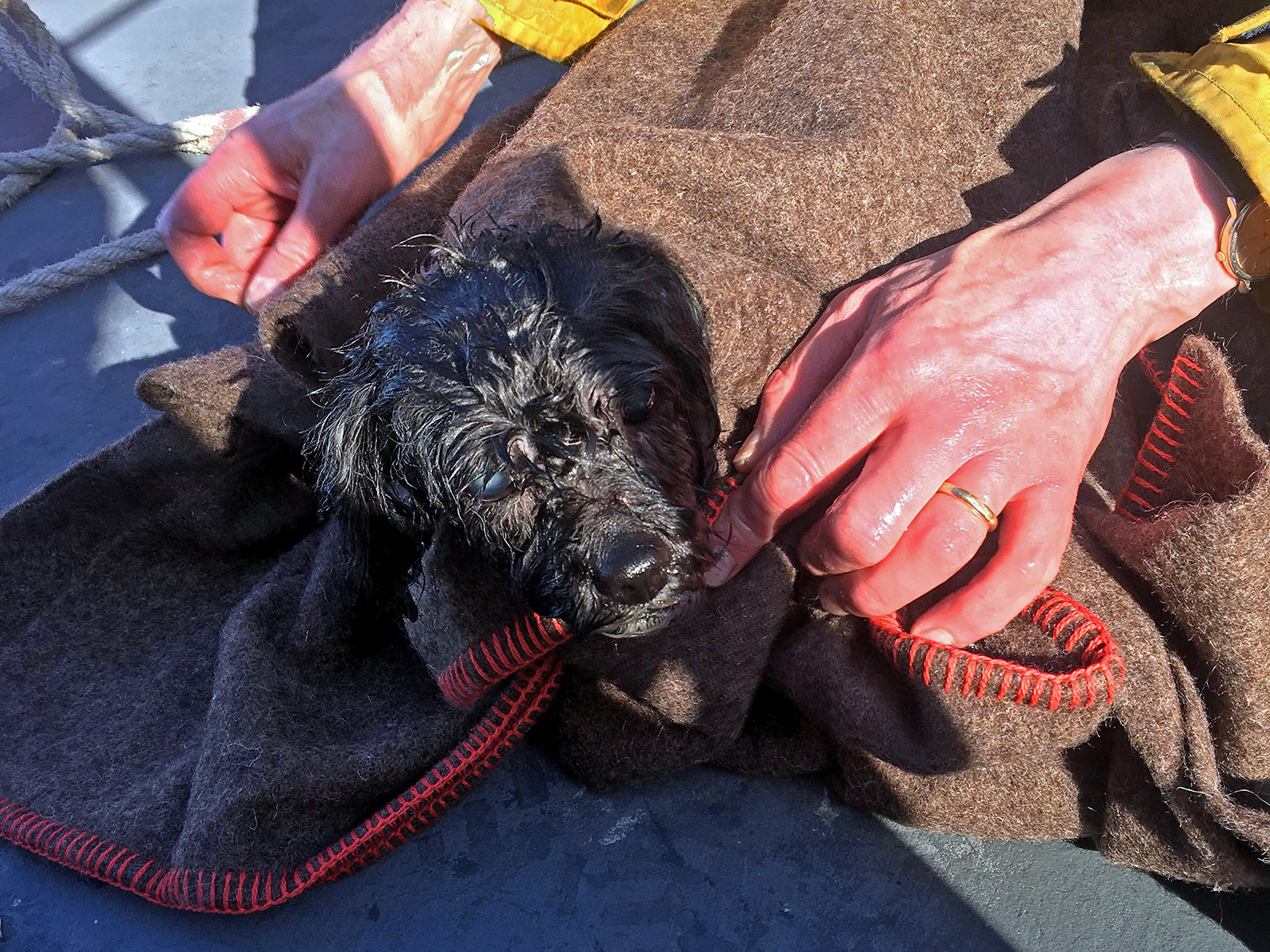 Canine casualty aboard lifeboat