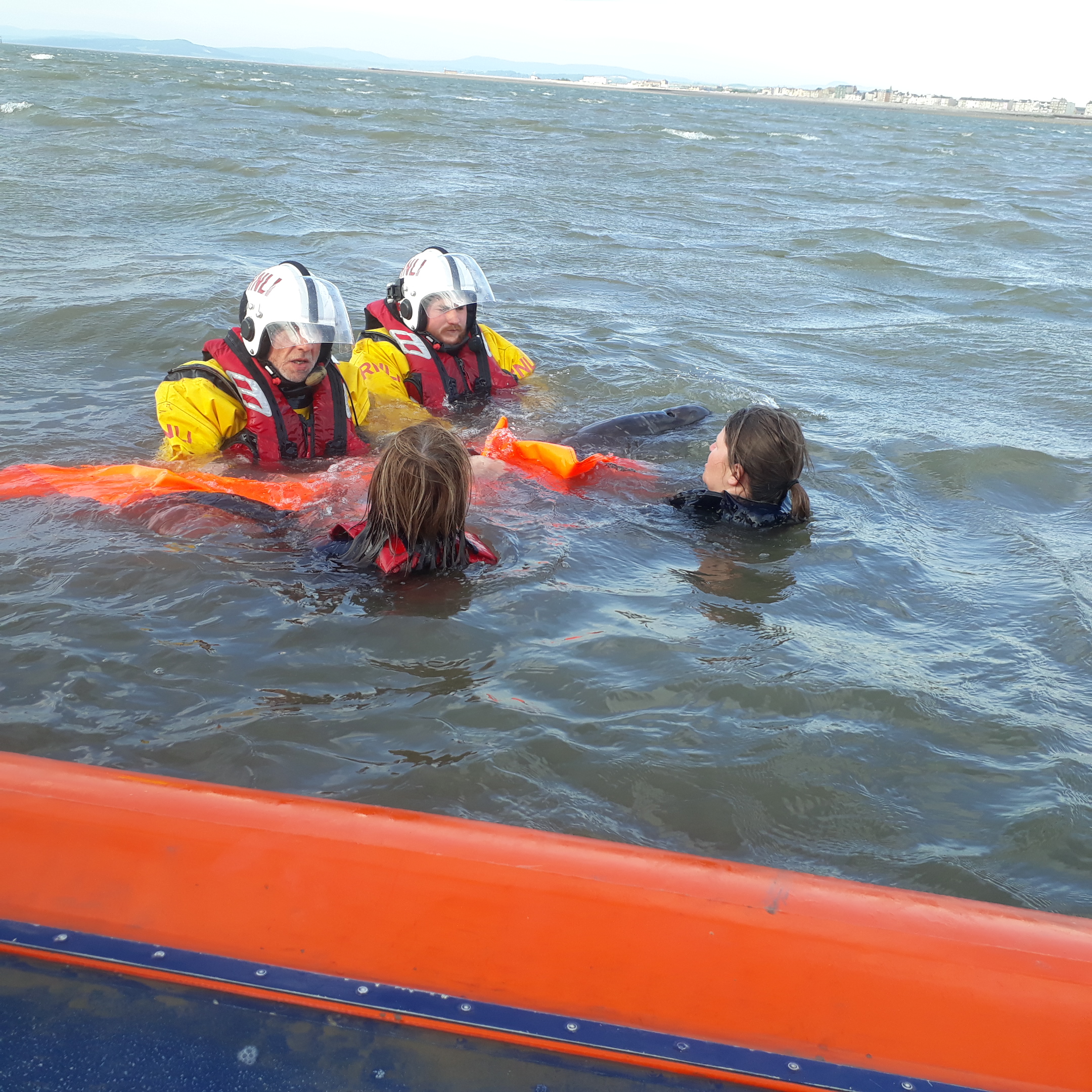 The porpoise is released back into the sea