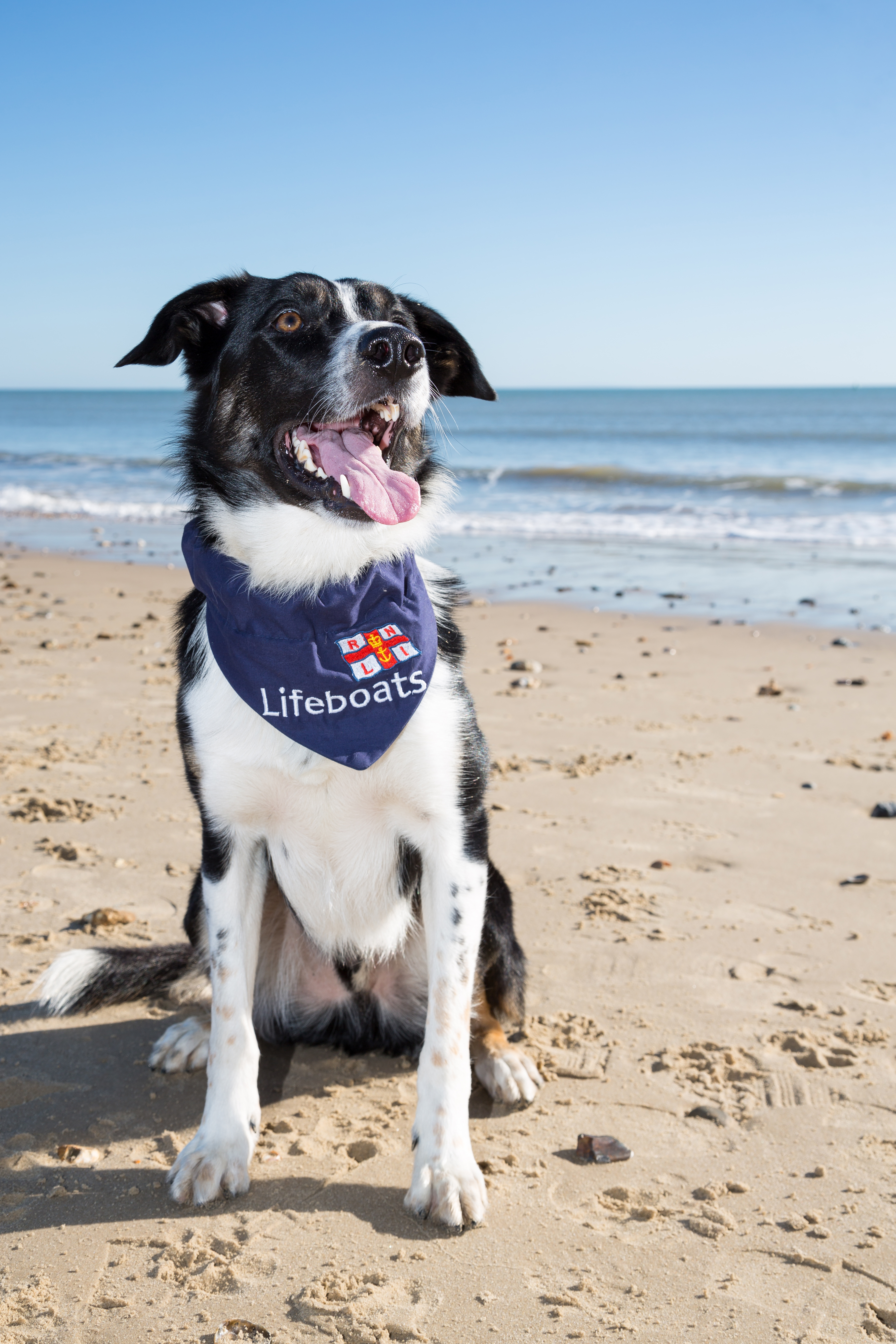 Dog at the beach