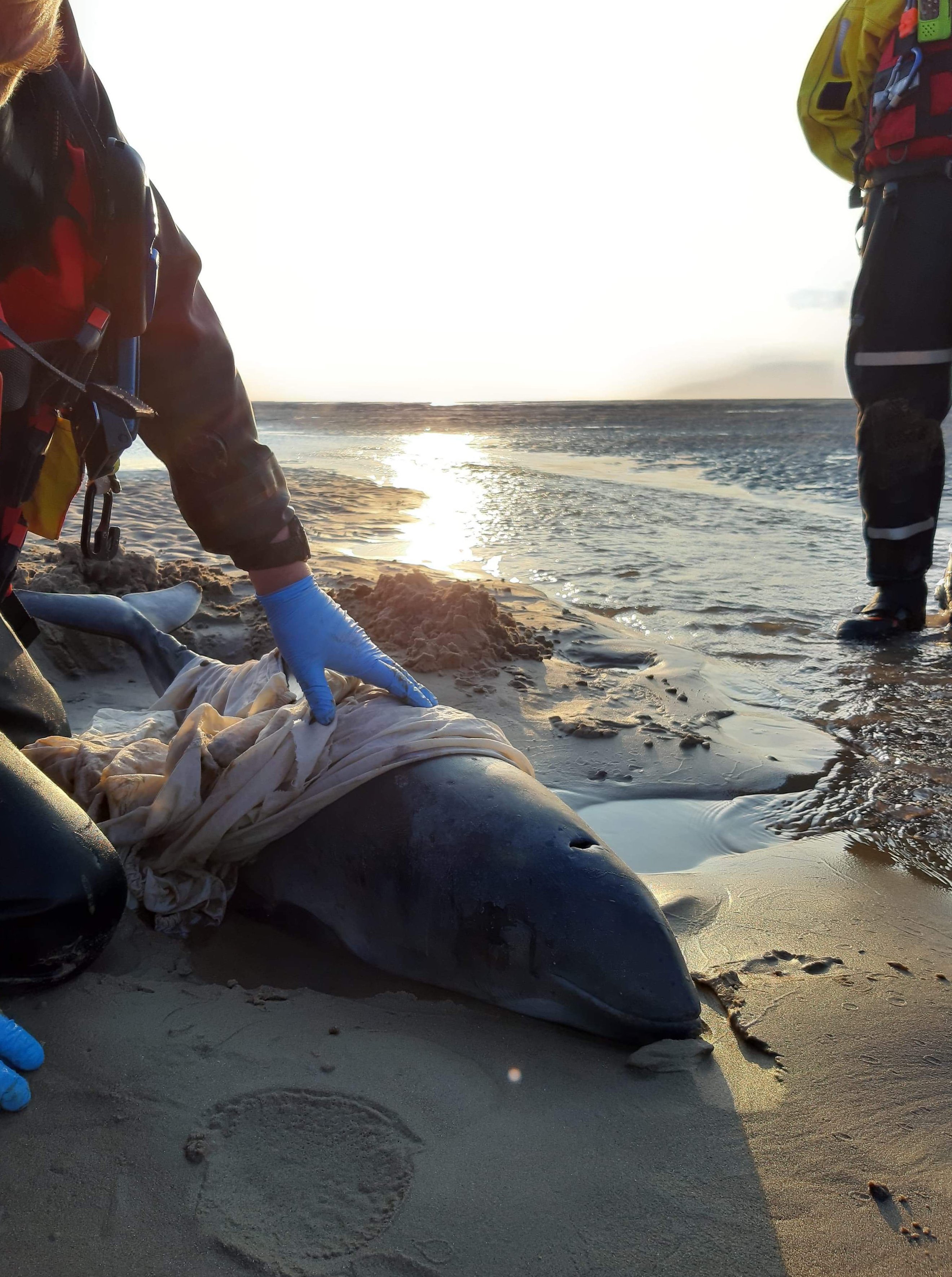Multi-agency rescue of a beached Porpoise off Meols, Wirral