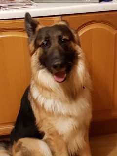German Shepherd dog