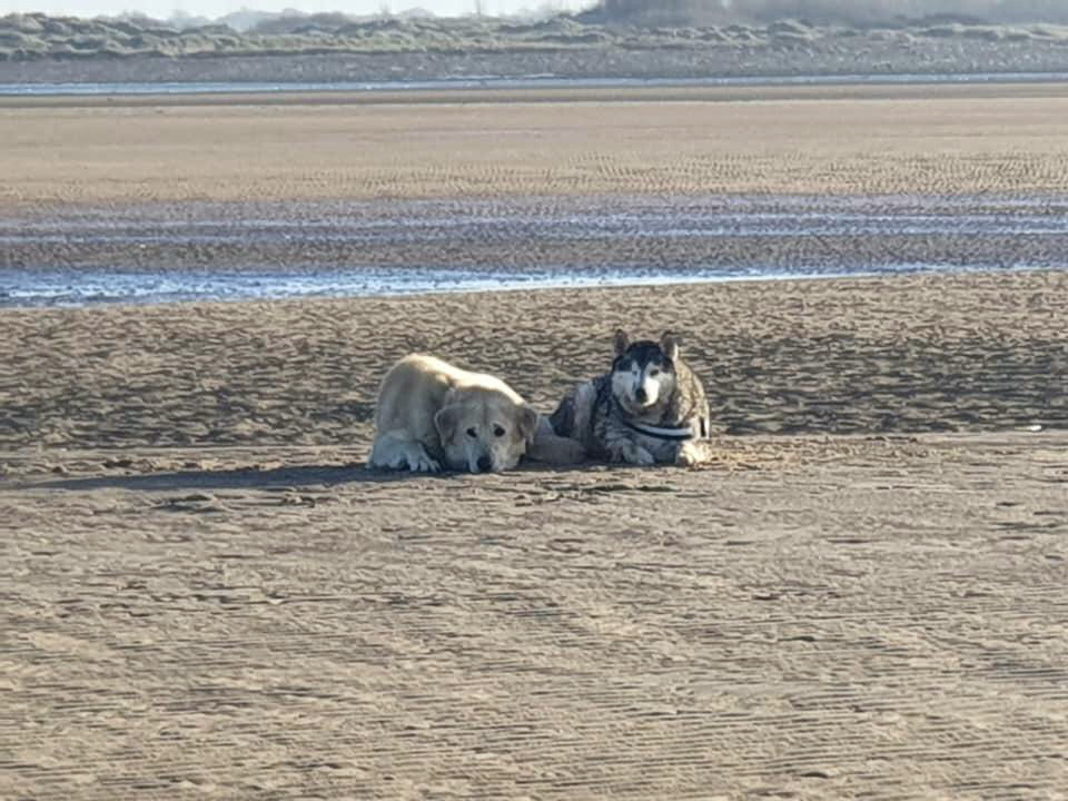 Two dogs rescued in multi-agency operation between RNLI and UK Coastguard