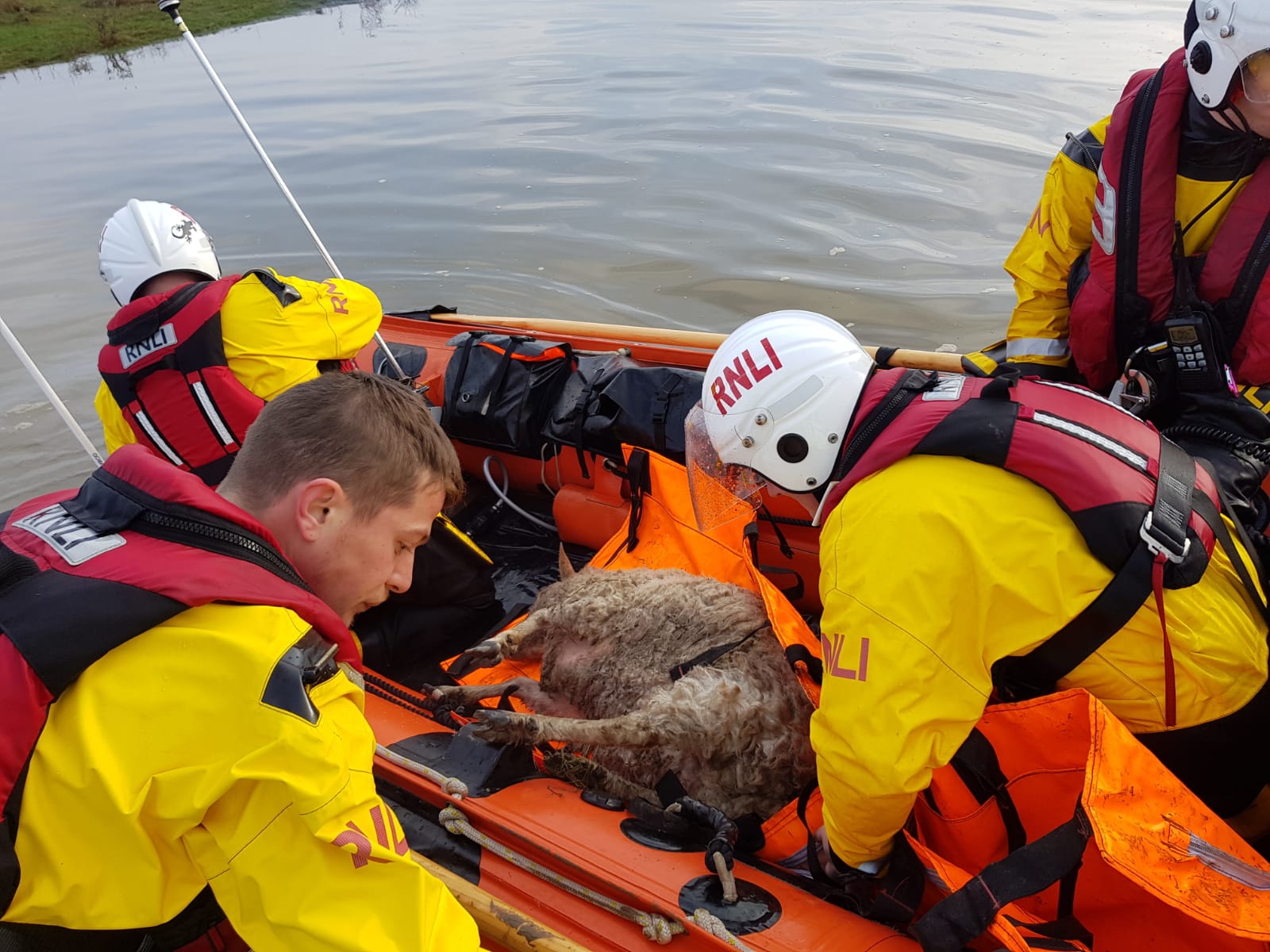 Lifeboat crew about to hand over sheep