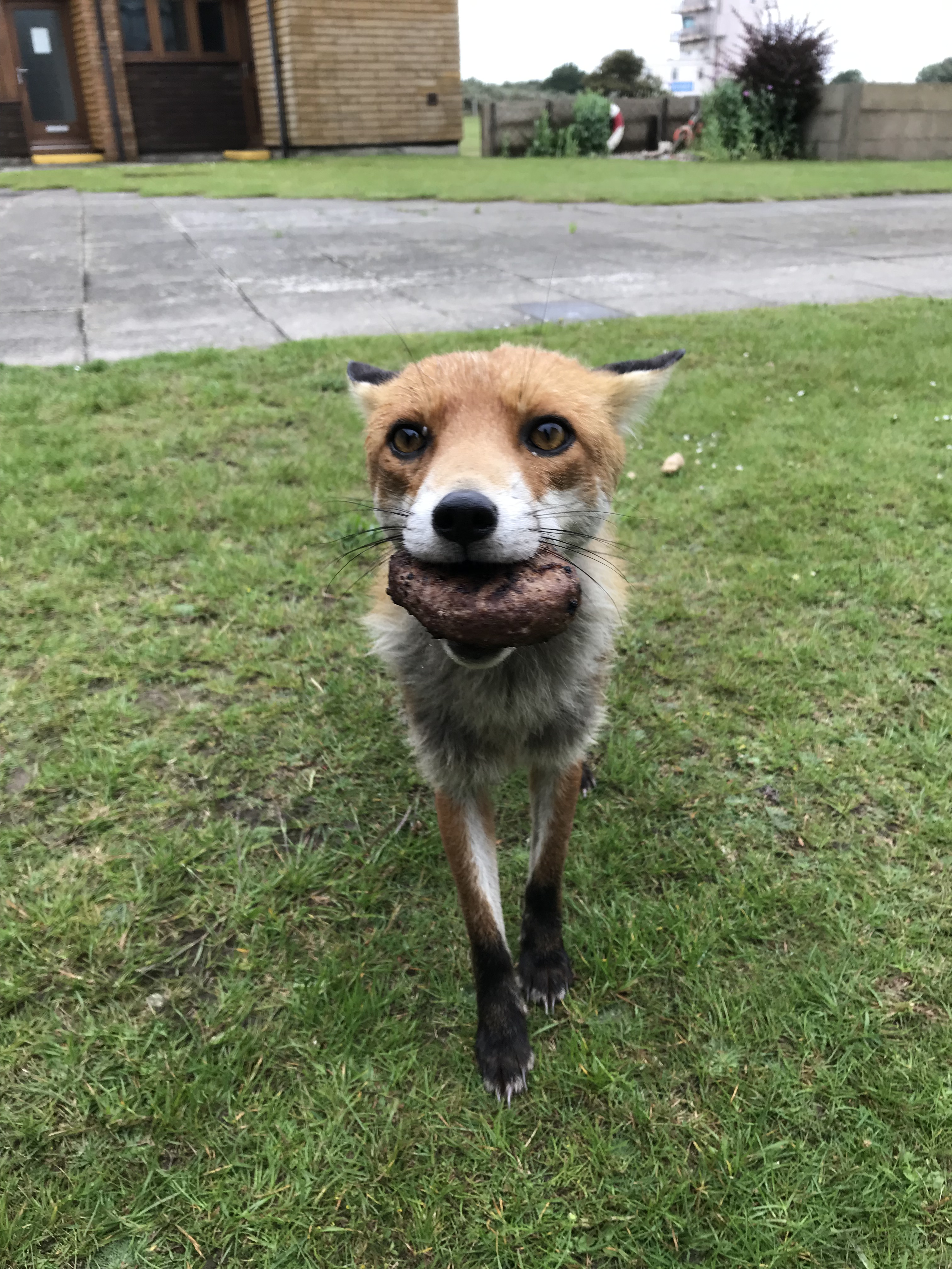 Basil the Fox with a burger in his mouth 