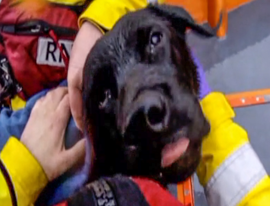 Chiswick RNLI Lifeboat gives Pongo a ride | RNLI