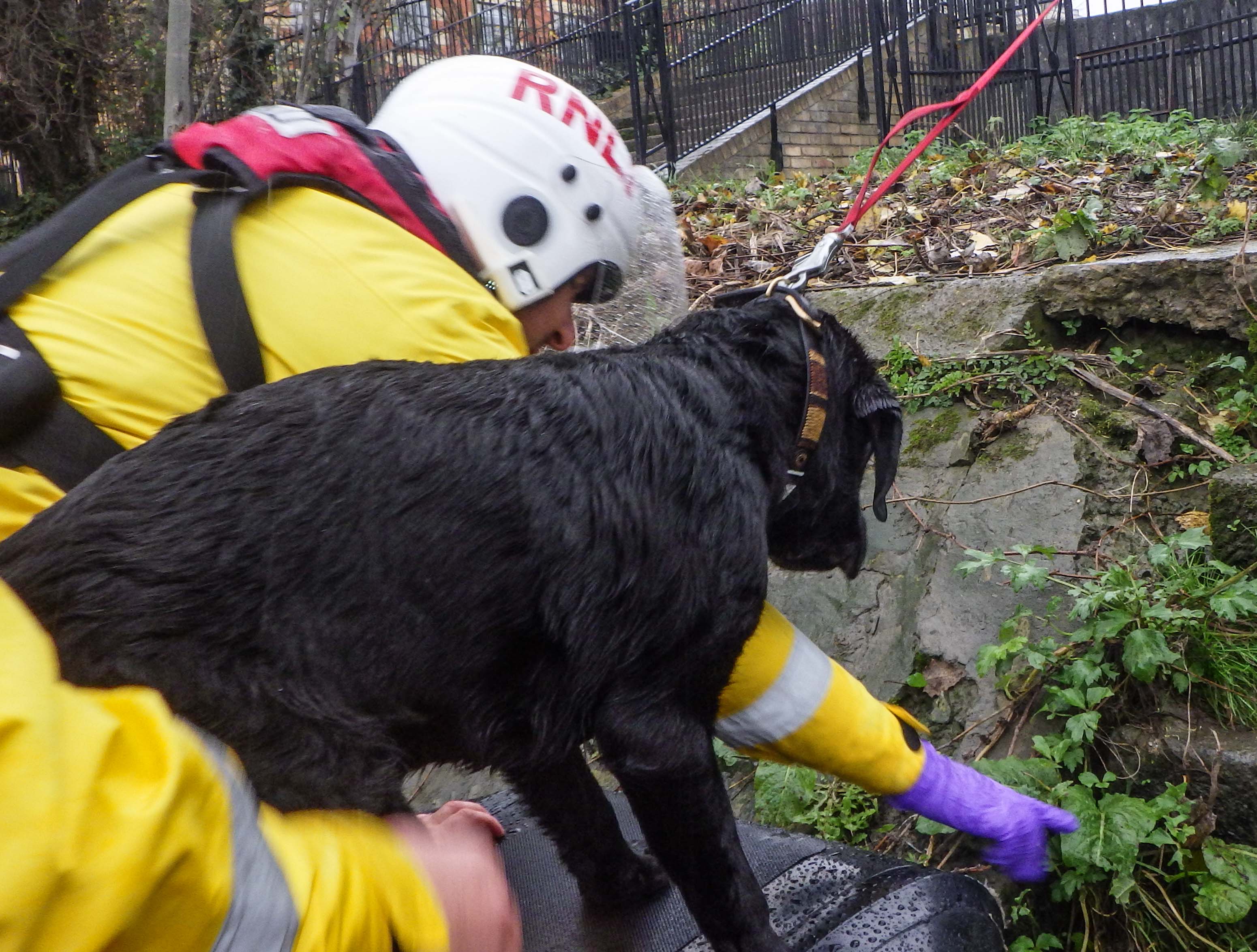 Pongo being reunited with his owner