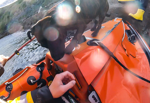 Staffordshire terrier being rescued by Dunbar lifeboat crew