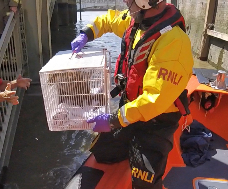 Handover of the fox to the RSPCA