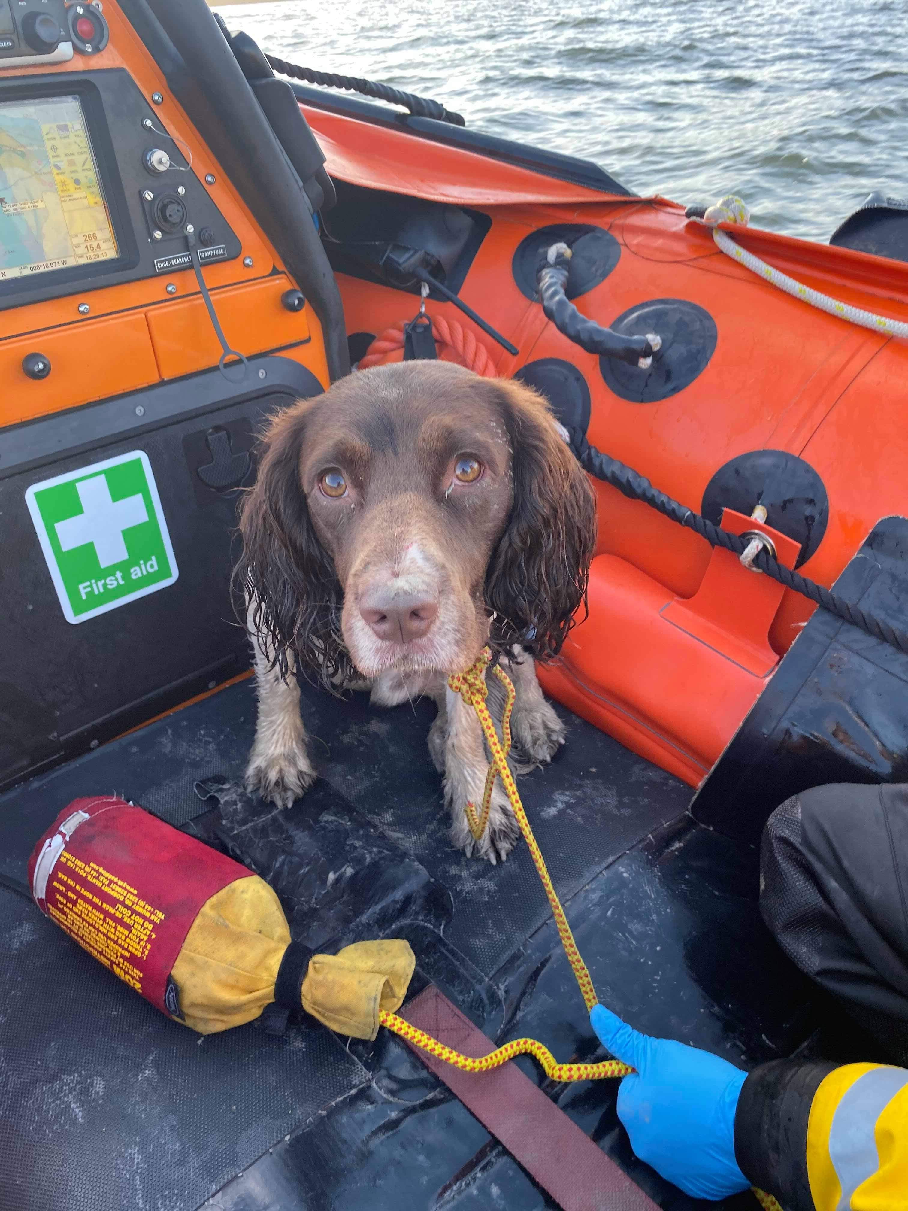 Sammy the spaniel having been recovered into the ILB