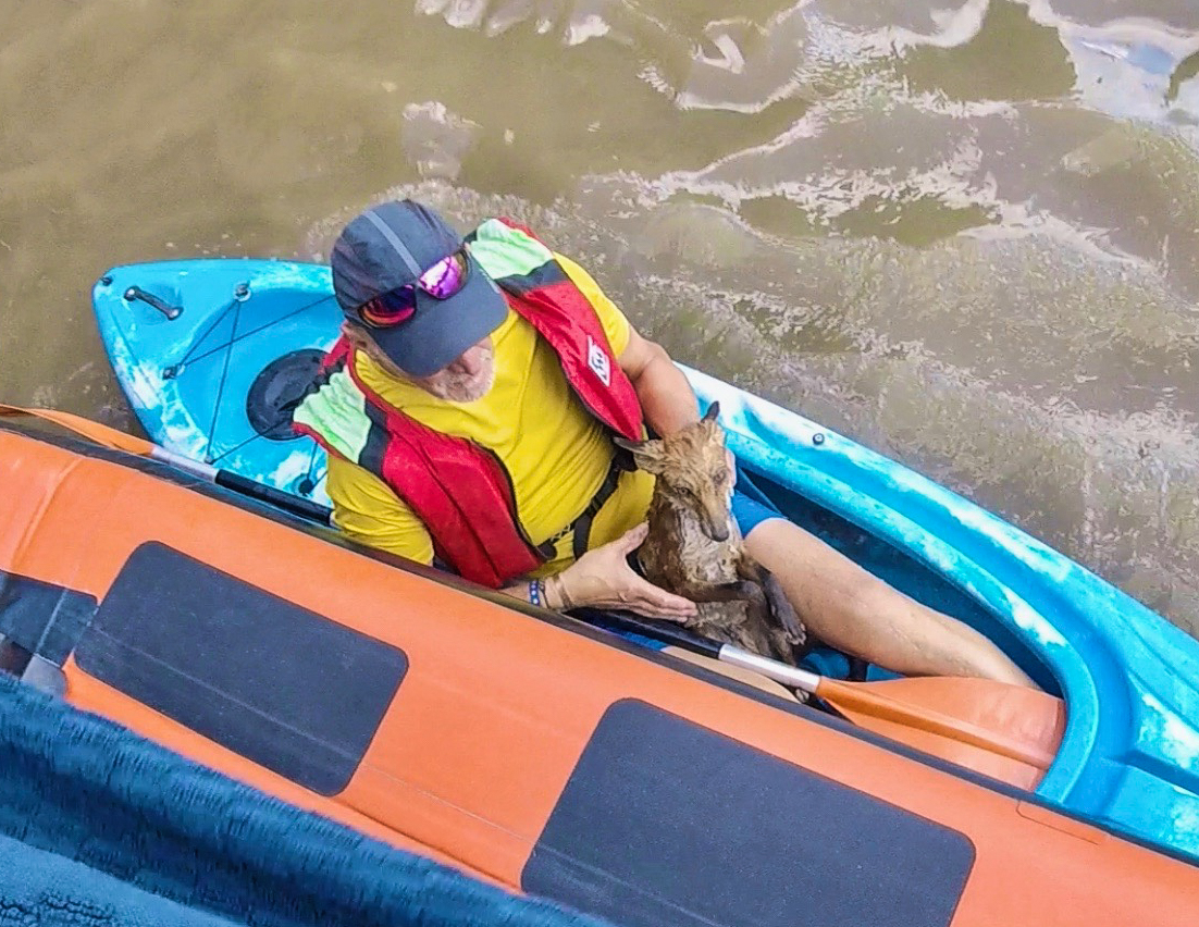 Fox Rescue