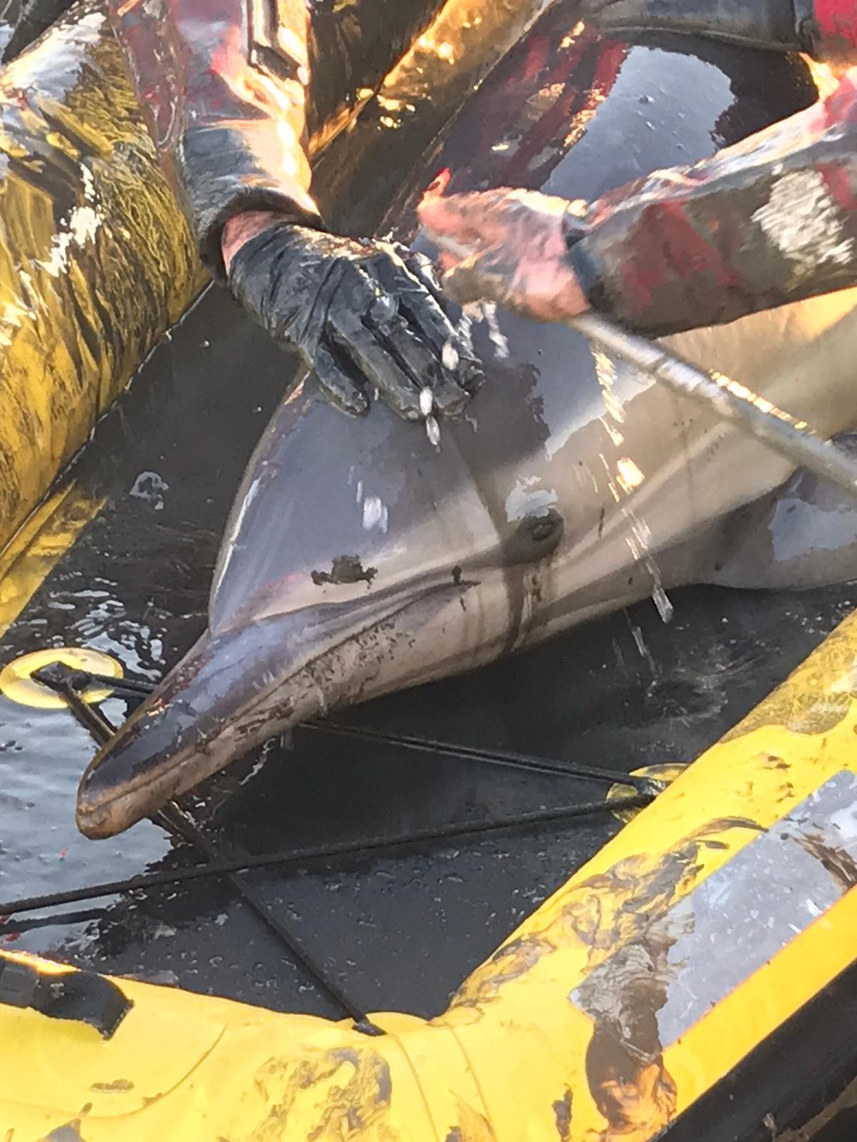 Close up of the dolphin being looked after by volunteers.
