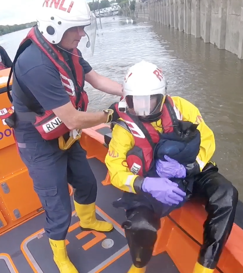 Cat safely on board the lifeboat