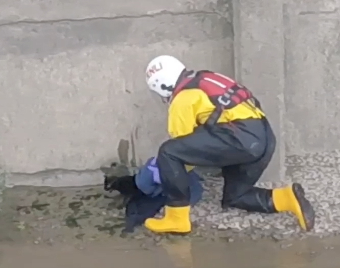 Cat reluctant to be saved