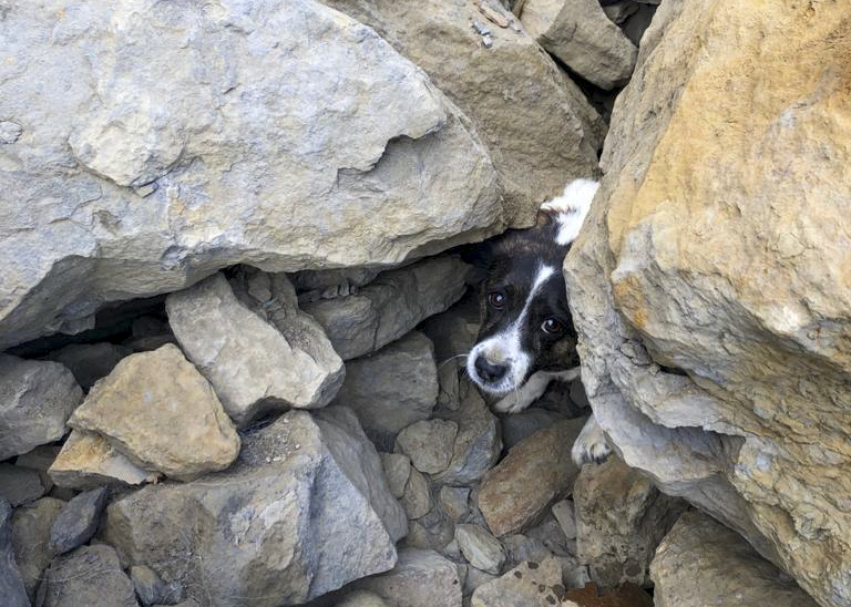 Redcar RNLI volunteer finds missing dog trapped under rocks