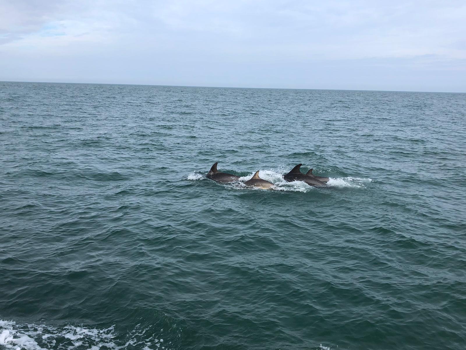 Dolphins who accompanies us on tow home