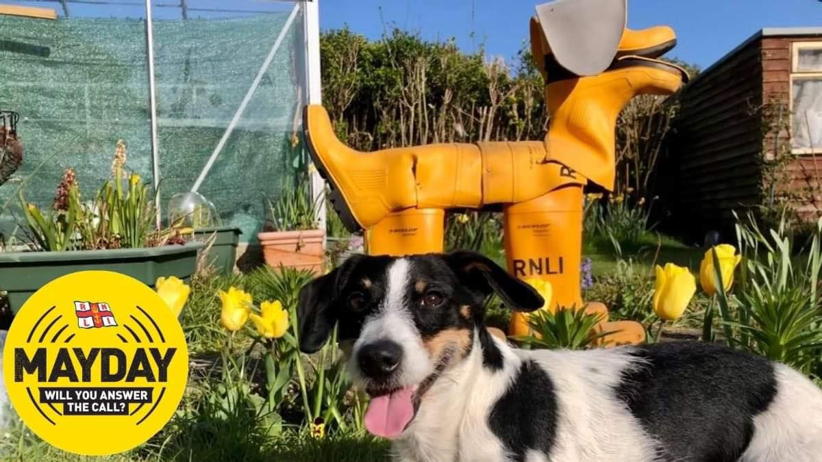 Jack Russell dog and a RNLI welly dog in a garden 