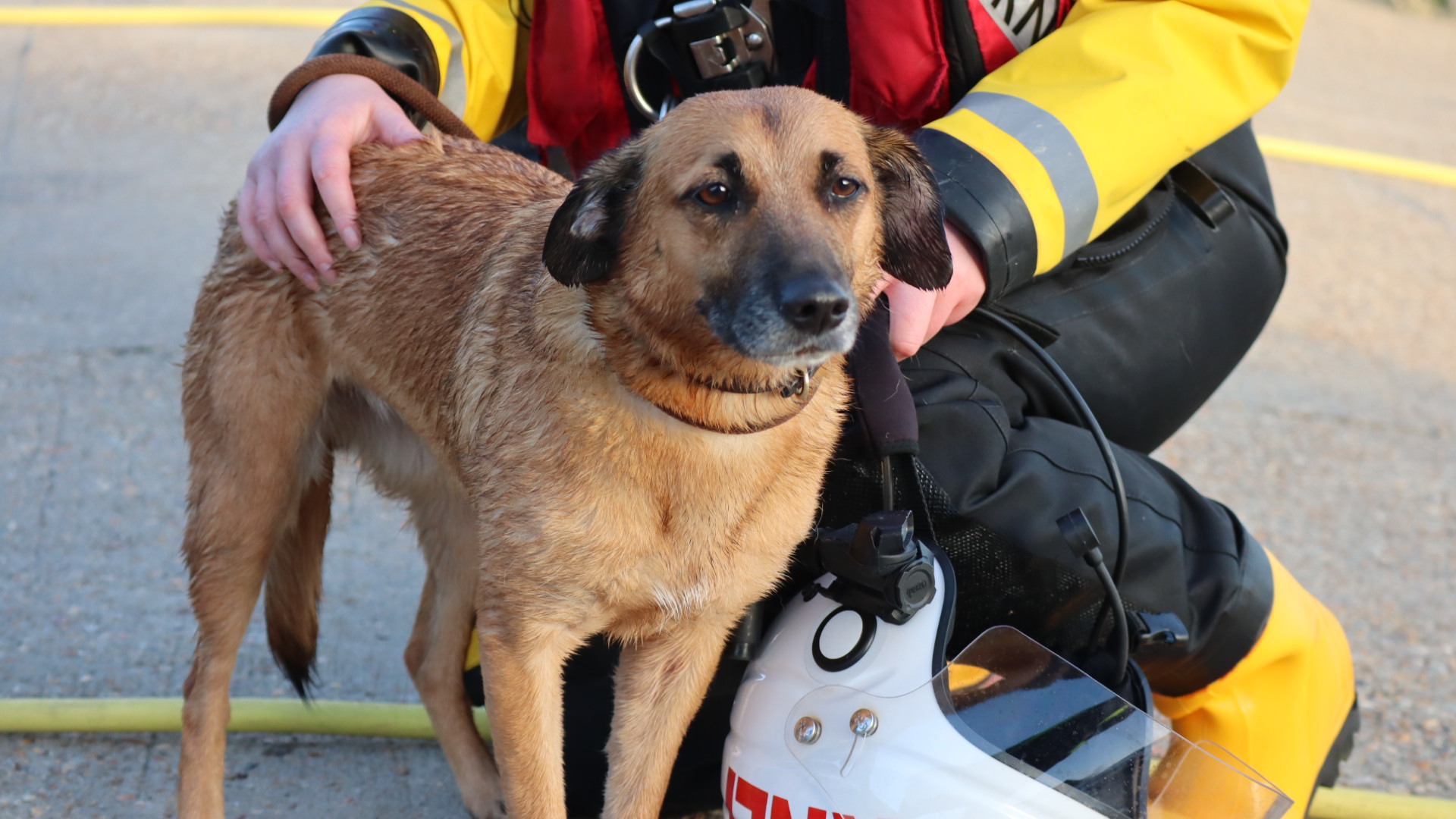 A picture of the rescued dog, a little wet after an eventful afternoon.