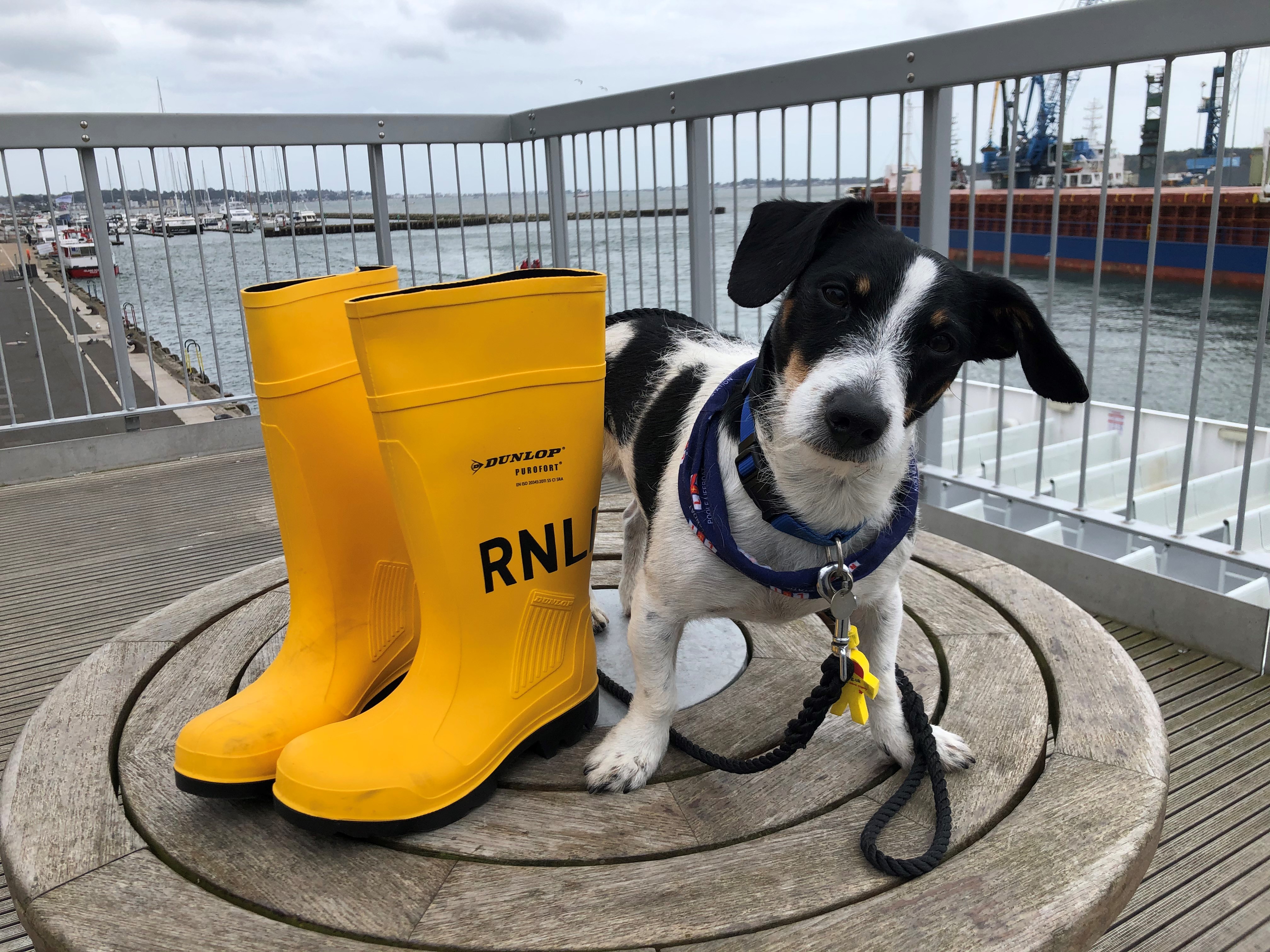 Bertie Jack Russell with a pair of wellies 