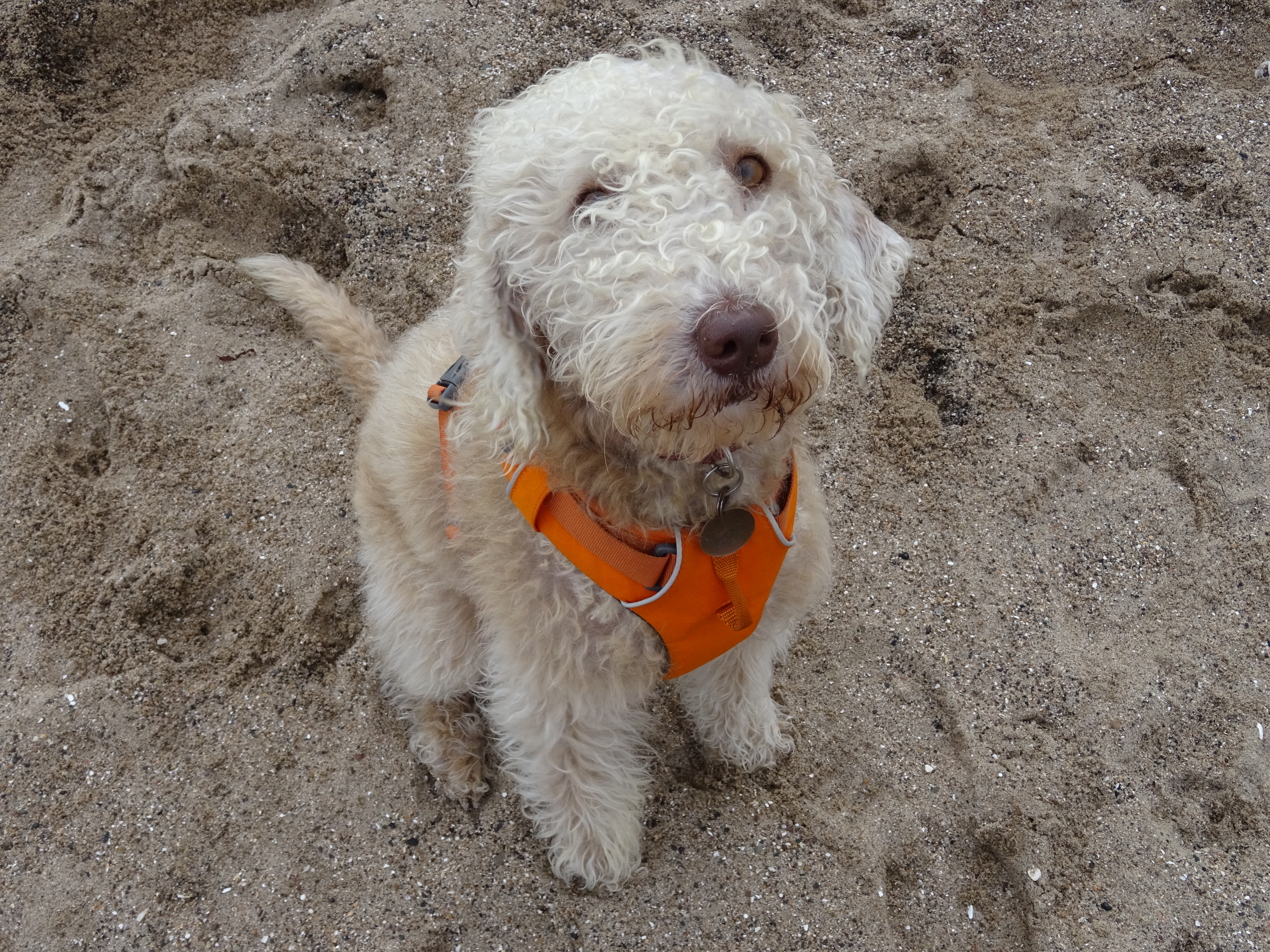 Local Bedlington Terrier