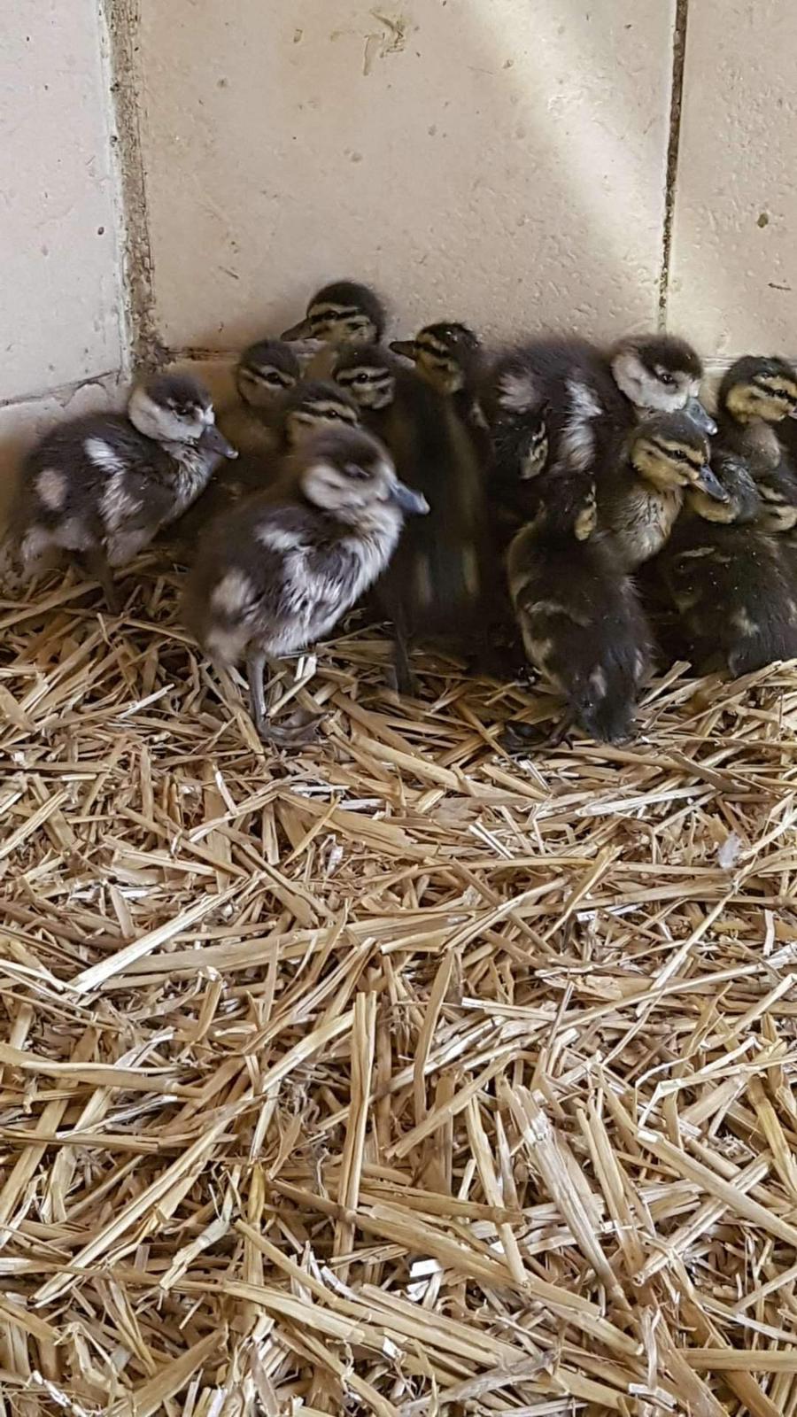 Goslings and ducklings in The Swan Sanctuary crèche 