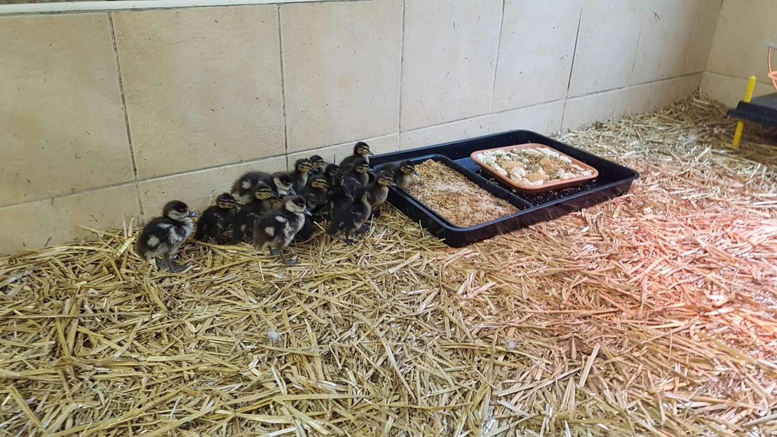 Goslings and ducklings in The Swan Sanctuary crèche queuing for their meal