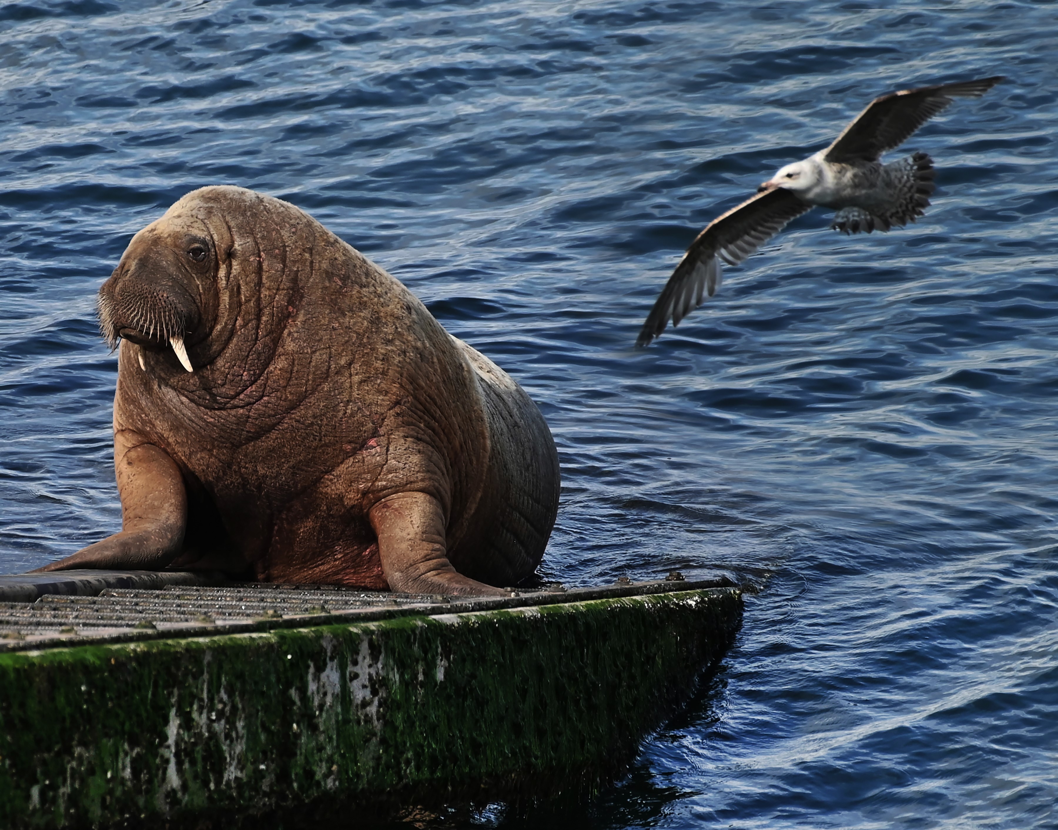 Wally the Walrus at Tenby RNLI Lifeboat Station