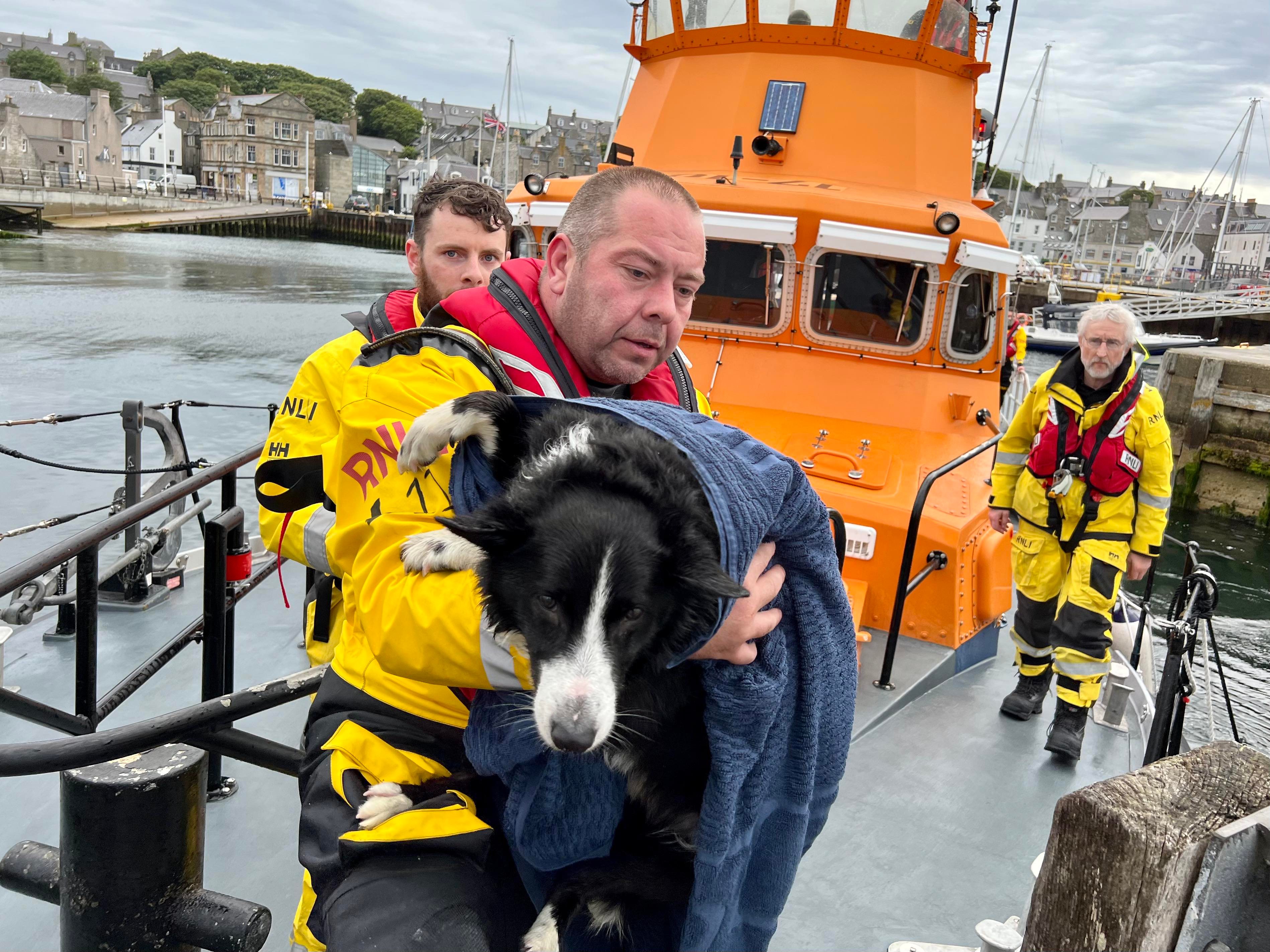 Lifeboat crew member Kenneth Couper brings 'Socks' ashore after being rescued from the cliffs at the Ness of Sound